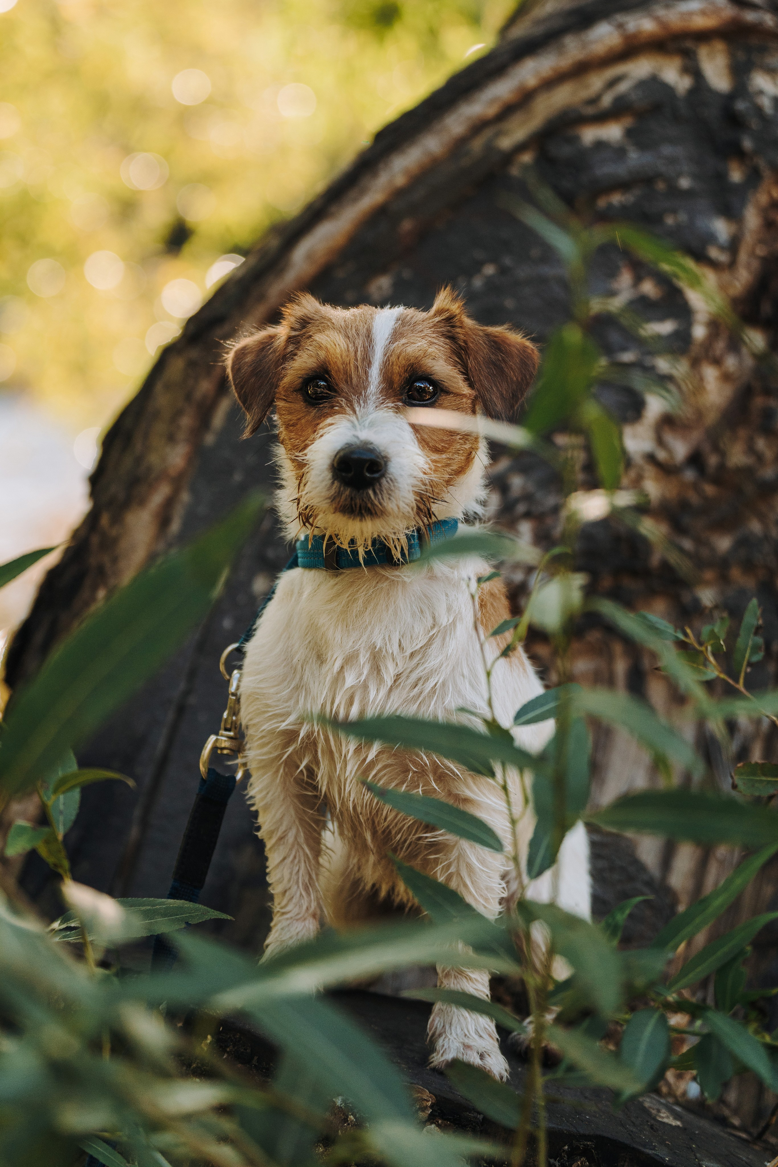 Фотосессия с маленькой собакой Спб. Фотограф анималист в Спб недорого Олеся Майорова