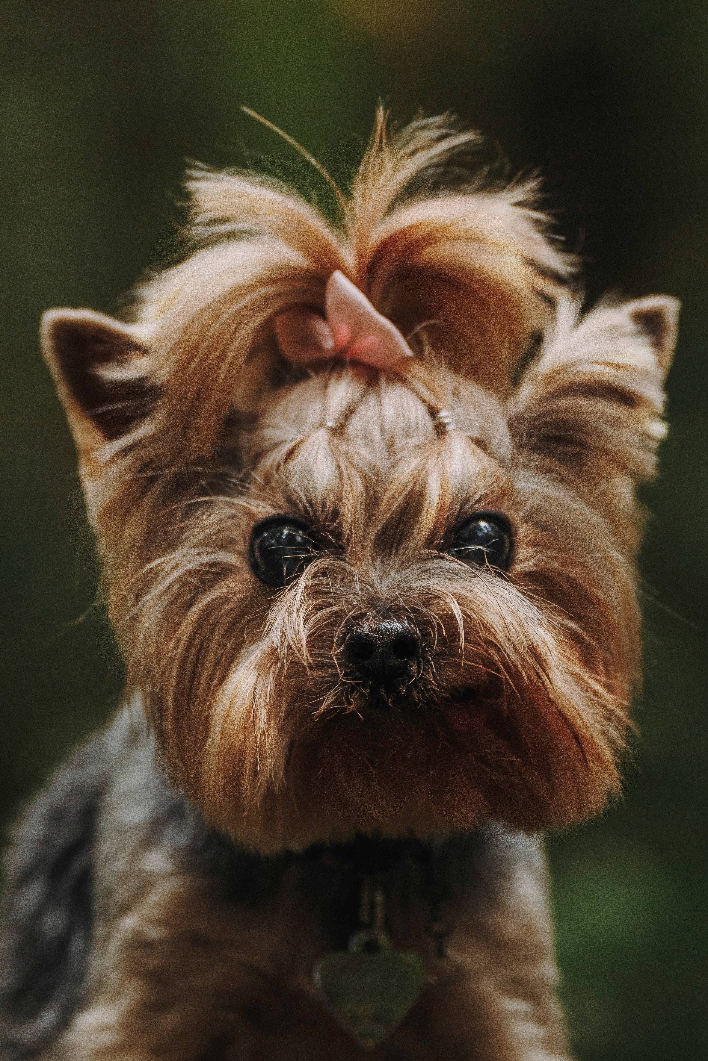 Евгения и Маруся. Фотограф анималист в Спб недорого Олеся Майорова