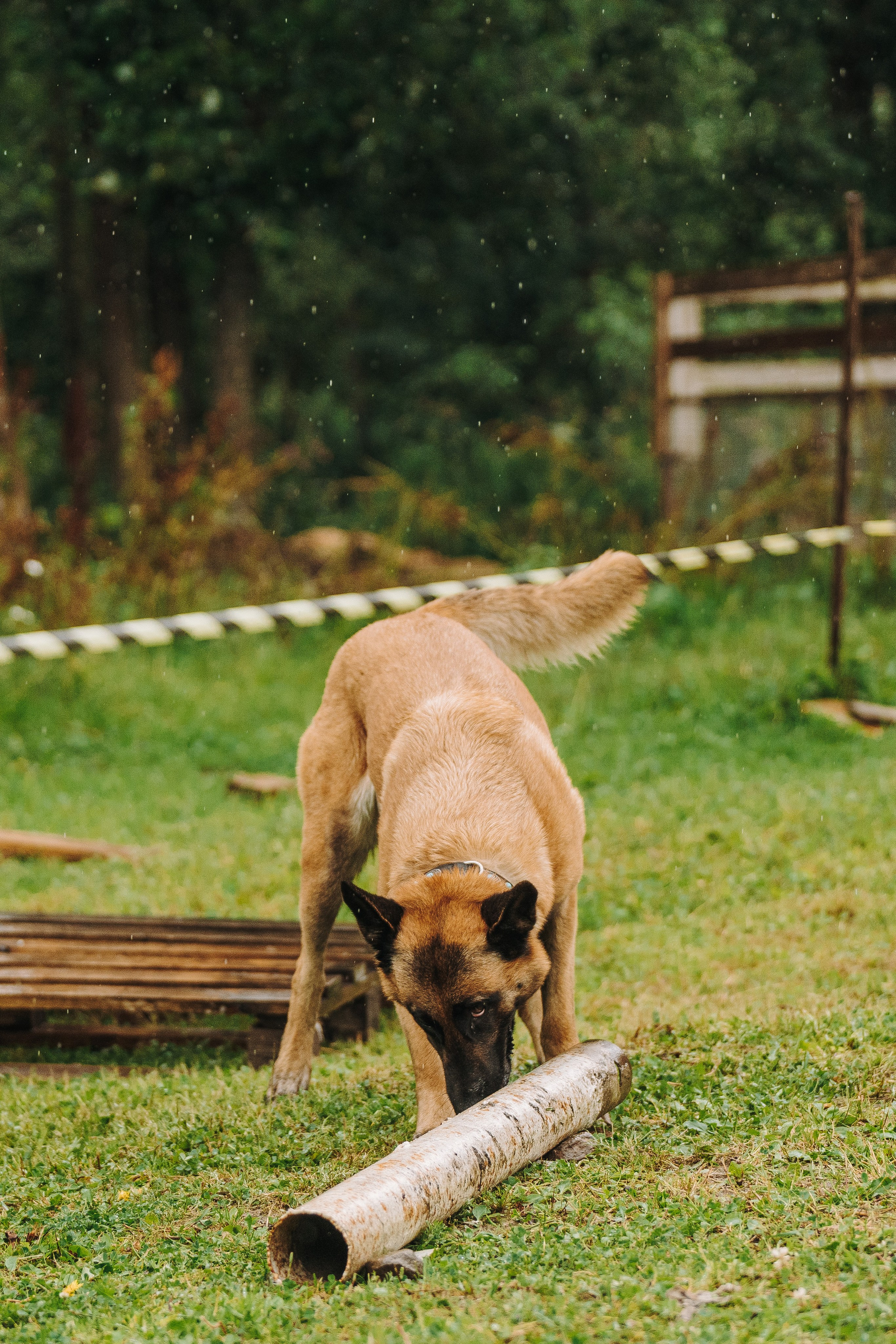 Соревнования по ноузворку в Новожилово. Фотограф анималист в Спб недорого Олеся Майорова