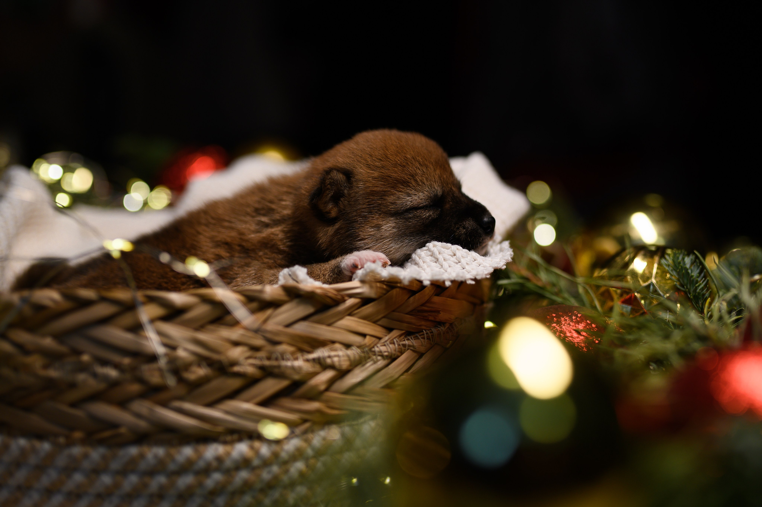 Мамесиба. Фотограф анималист в Москве Ольга Агушева