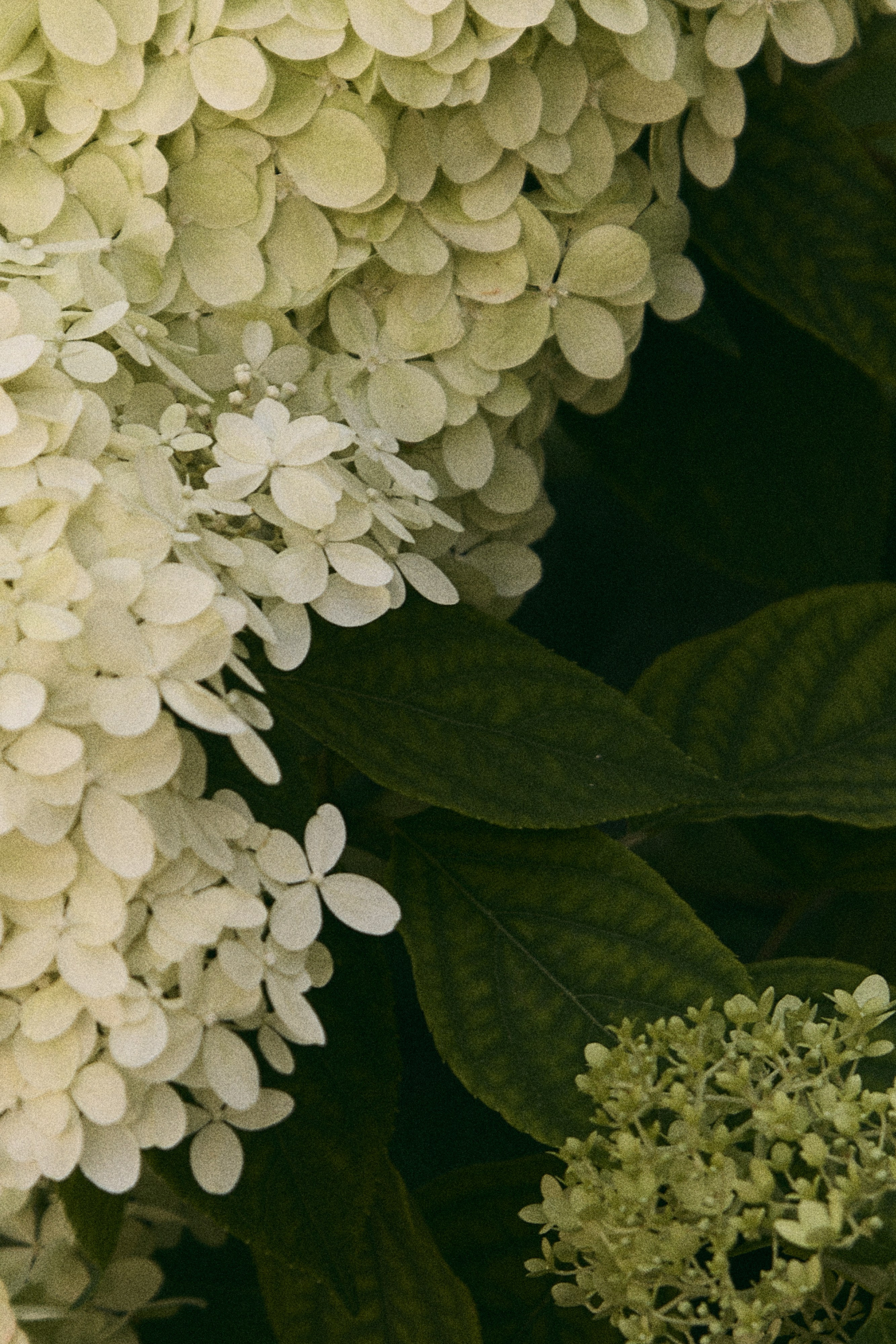 Максим и Анна. Фотограф Диана Хасанова, г. Казань