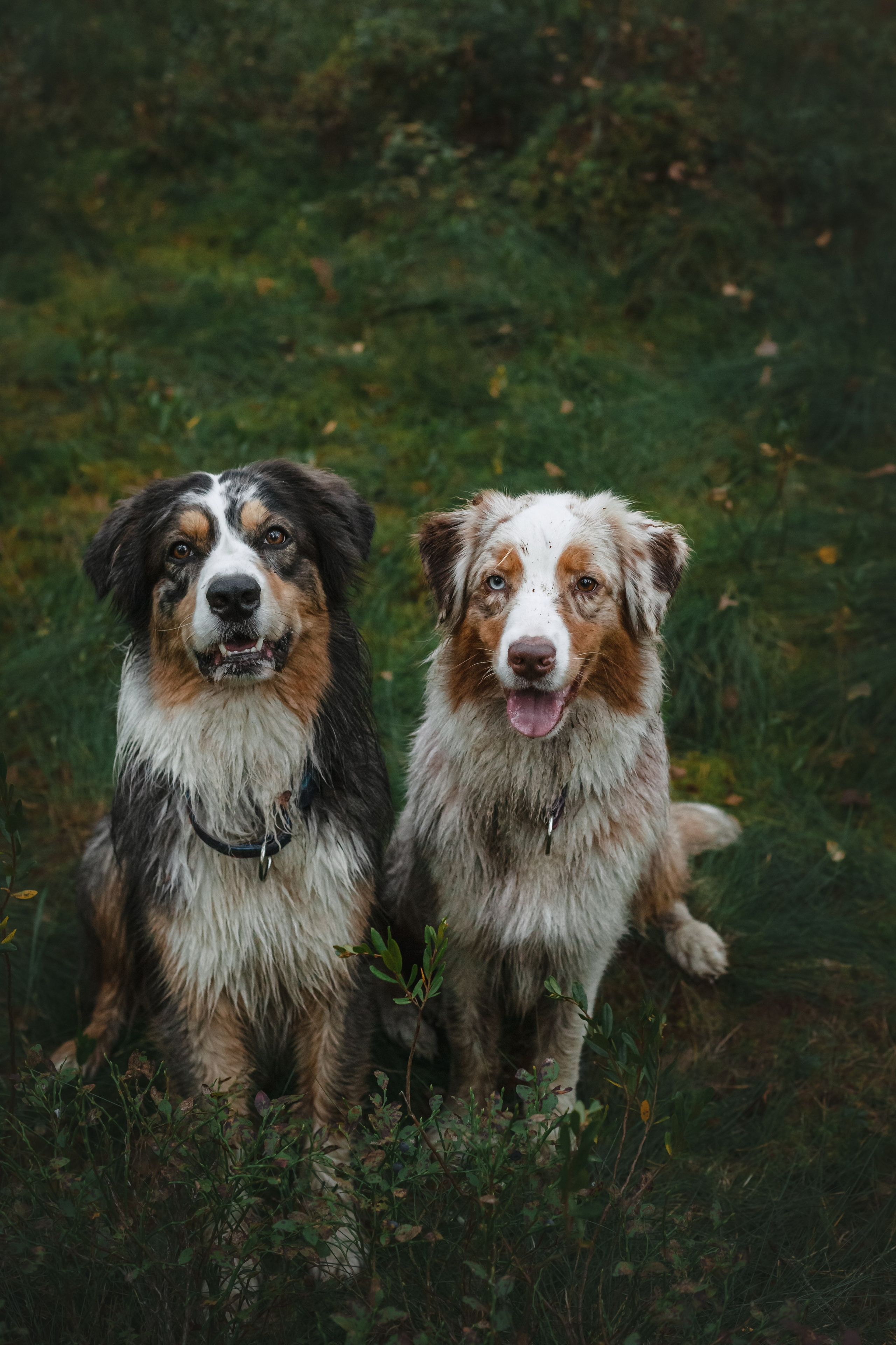 Фотопрогулка в Ленобласти. Фотограф-анималист Татьяна Степанова