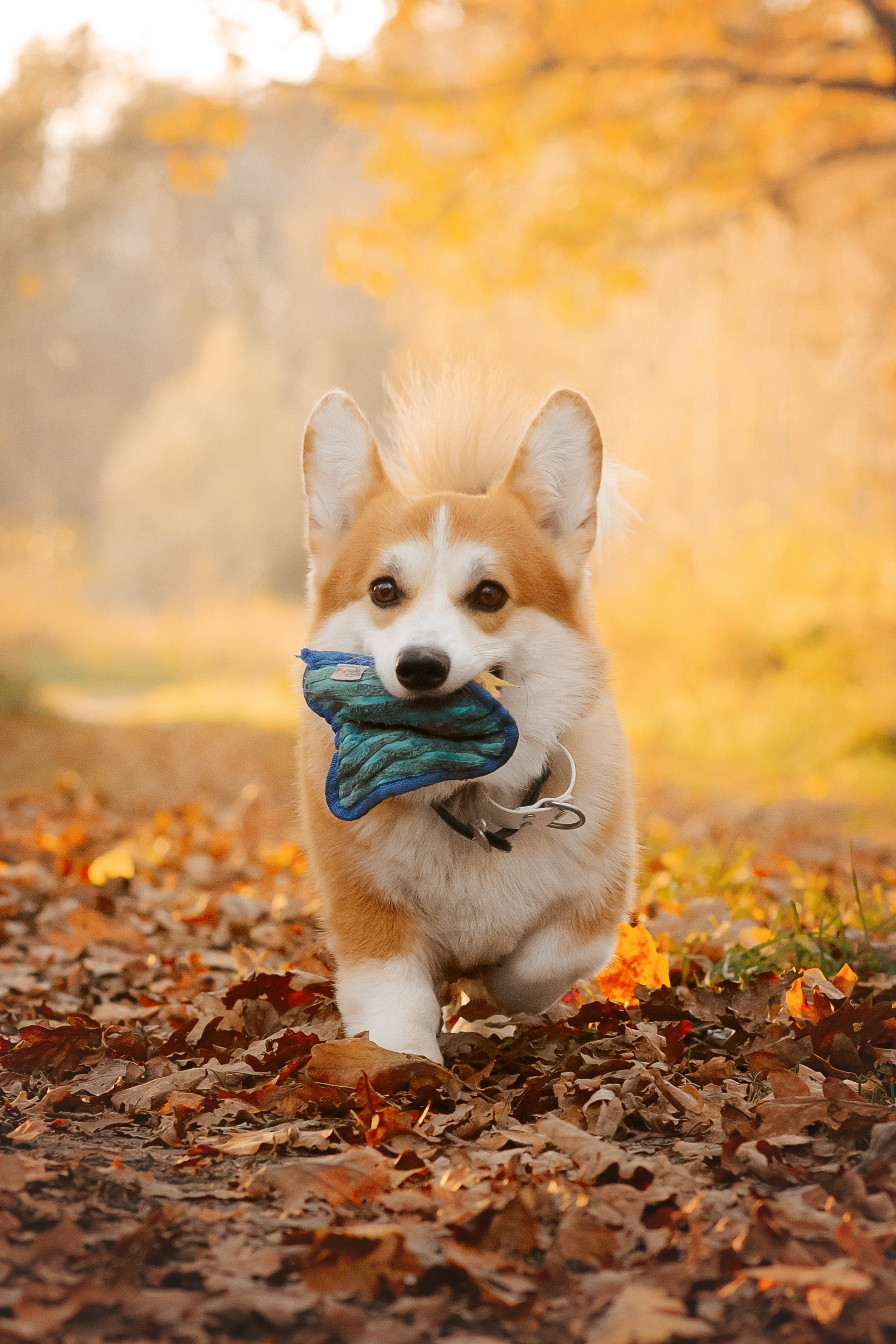 Максим, Надя, Рой и Шелби — 13.10.2024. Фотограф — Анималист | Анна Абрамова