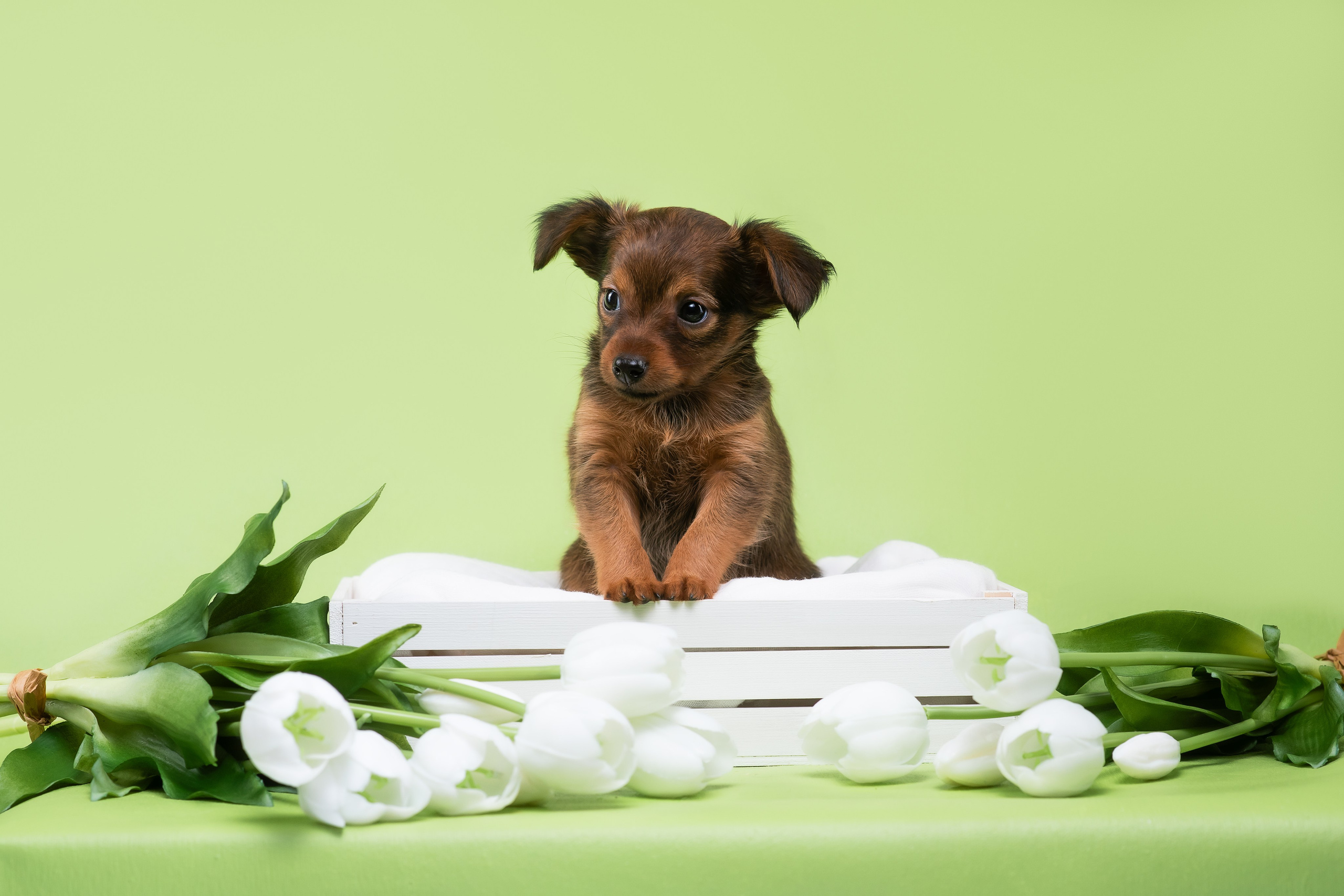 Пражские крысарики — 02.04.2025. Фотограф — Анималист | Анна Абрамова