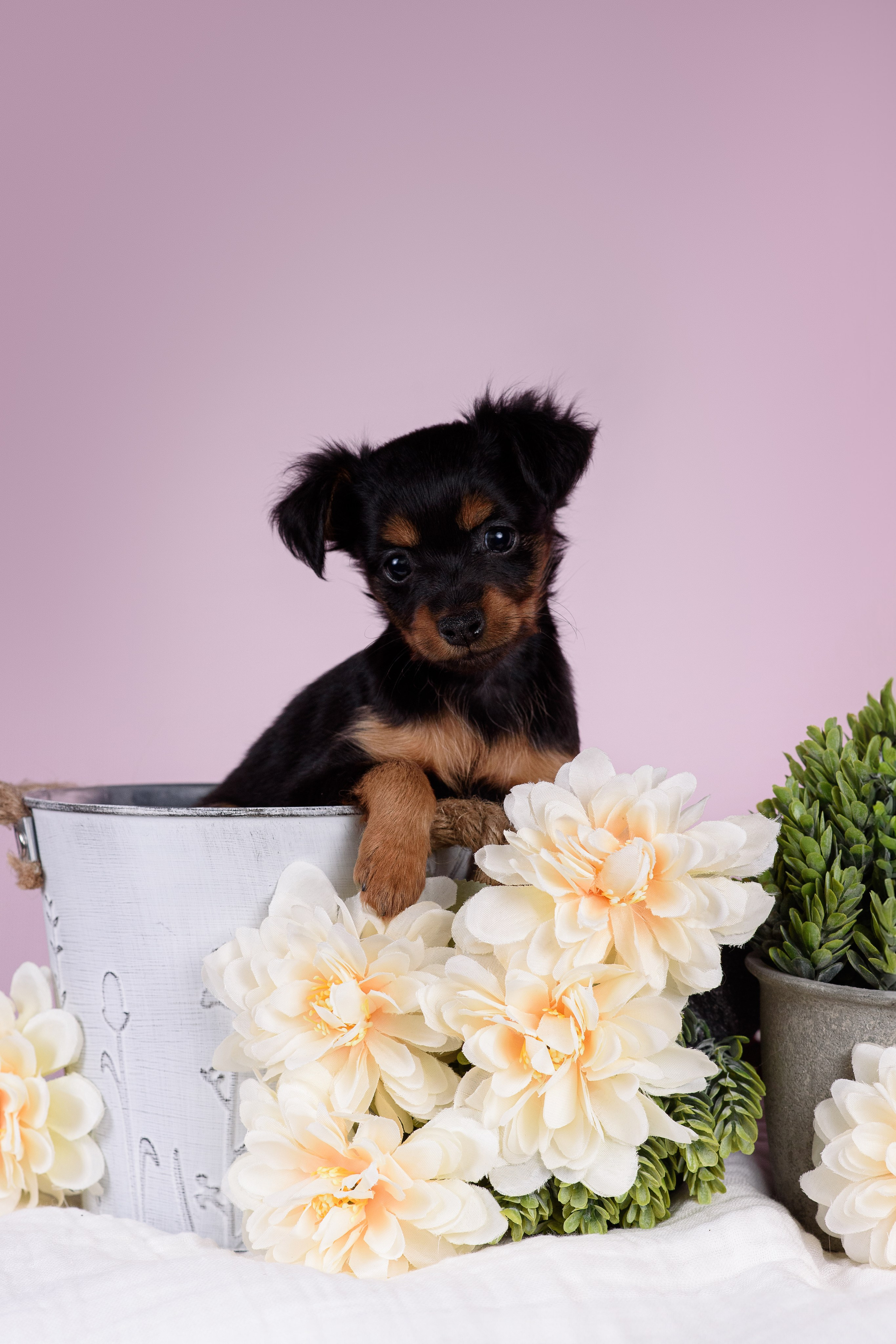 Щенки Пражских крысариков -13.04.2024. Фотограф — Анималист | Анна Абрамова