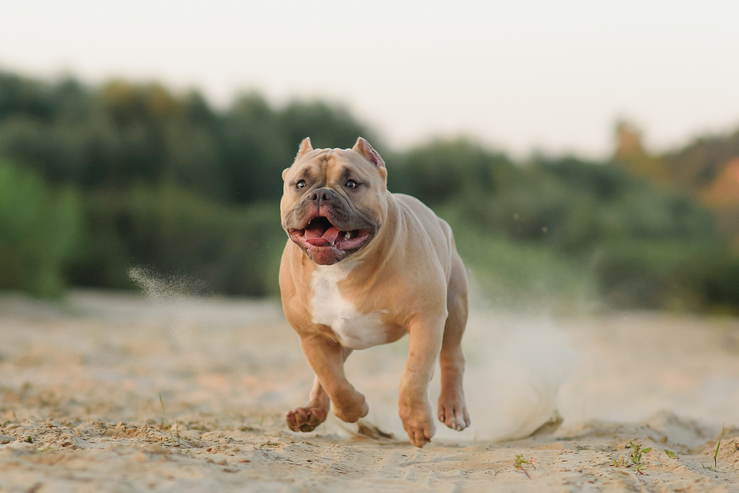 Аляска — Амбулли — 23.08.2024. Фотограф — Анималист | Анна Абрамова