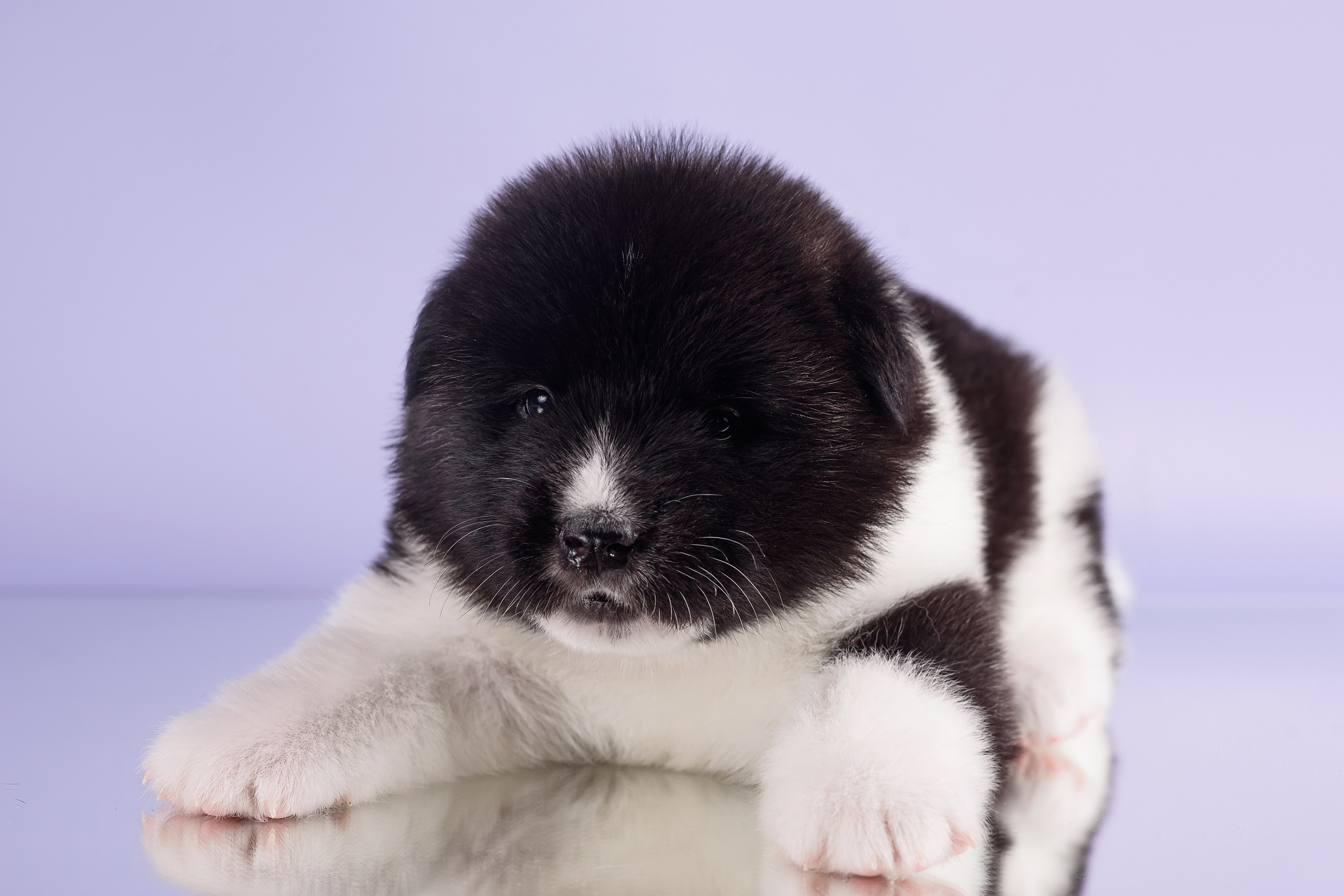 Щенки Американской Акиты — 04.11.2024. Фотограф — Анималист | Анна Абрамова