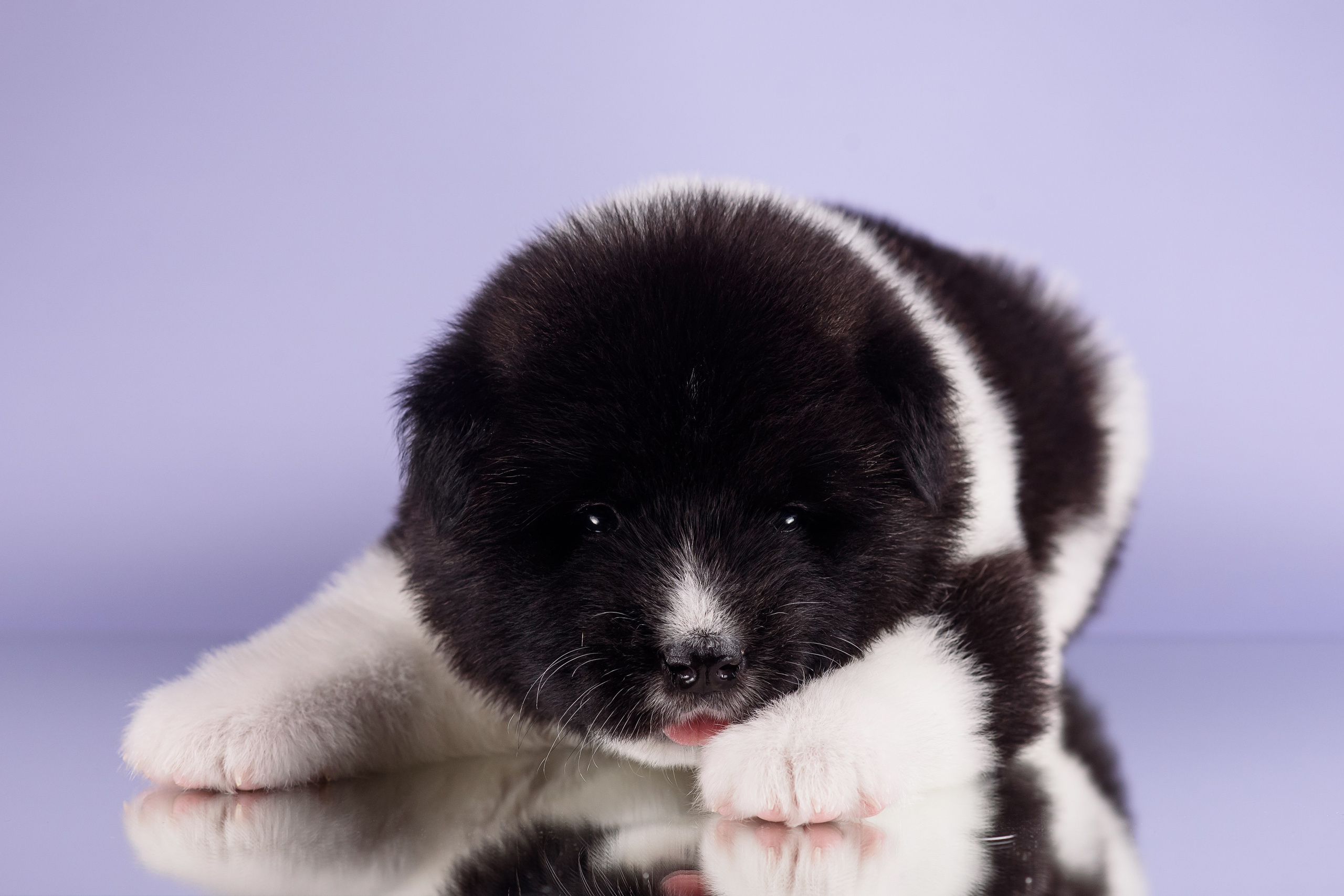 Щенки Американской Акиты — 04.11.2024. Фотограф — Анималист | Анна Абрамова