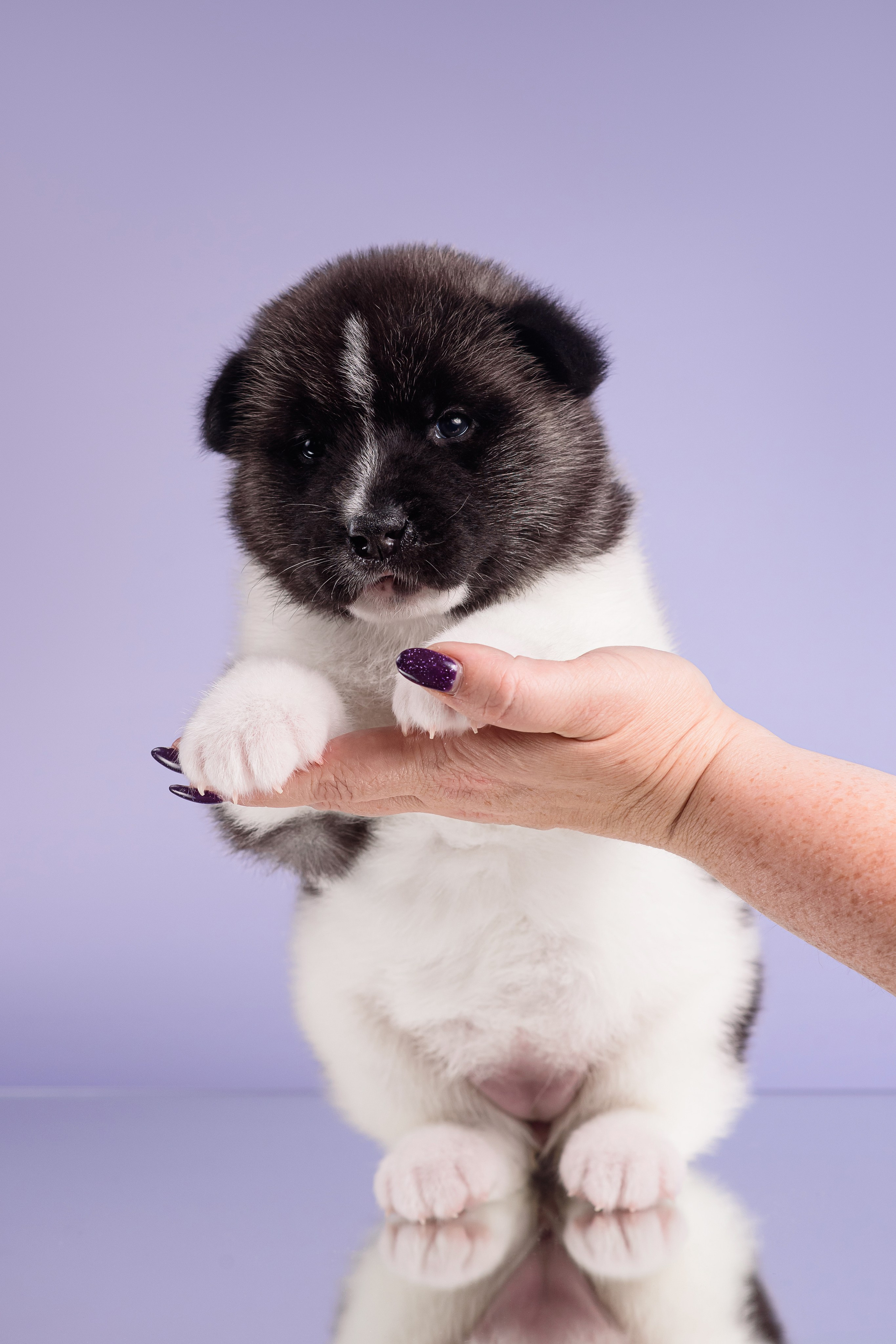 Щенки Американской Акиты — 04.11.2024. Фотограф — Анималист | Анна Абрамова