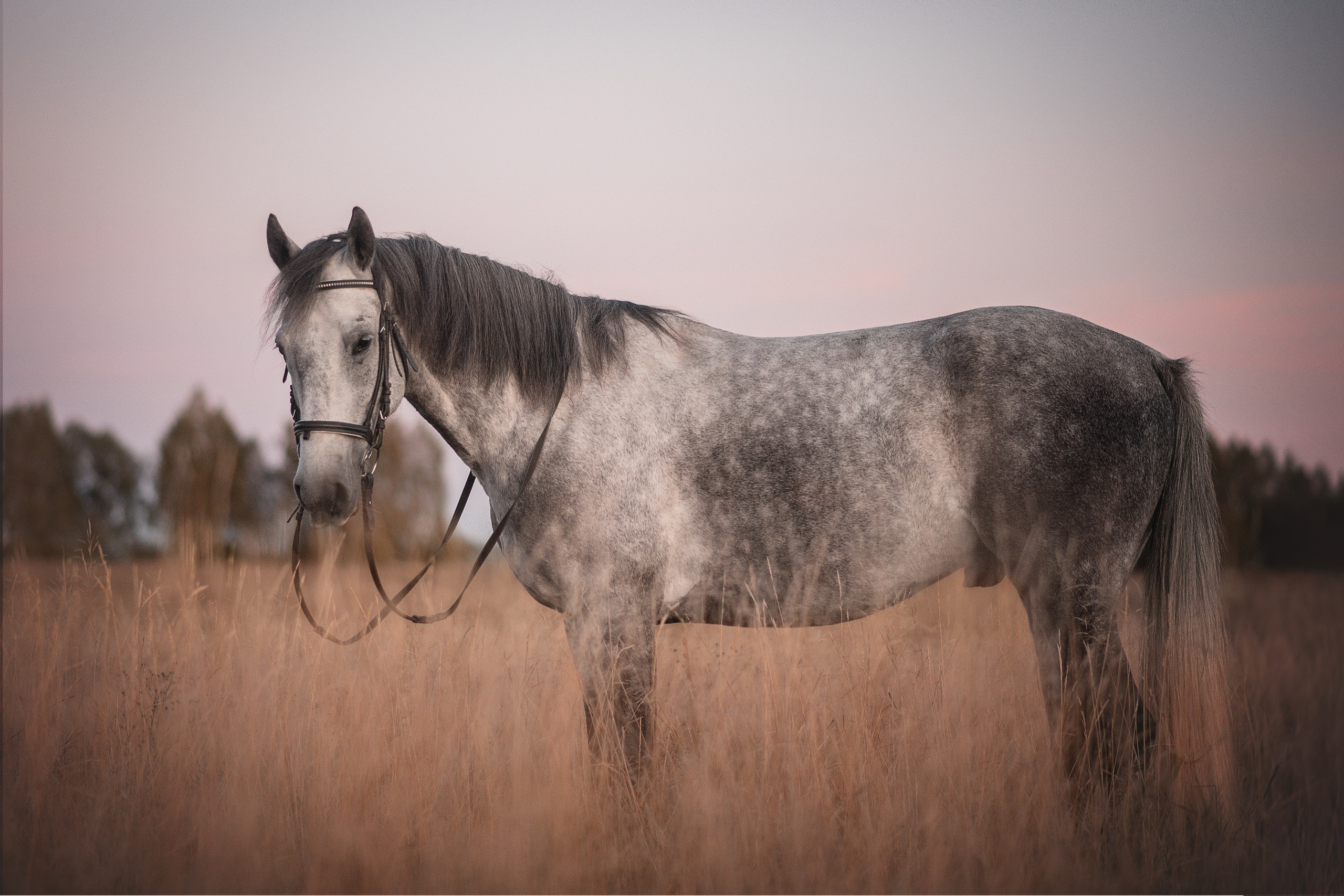 Вероника и Дакар — 23.09.2024. Фотограф — Анималист | Анна Абрамова