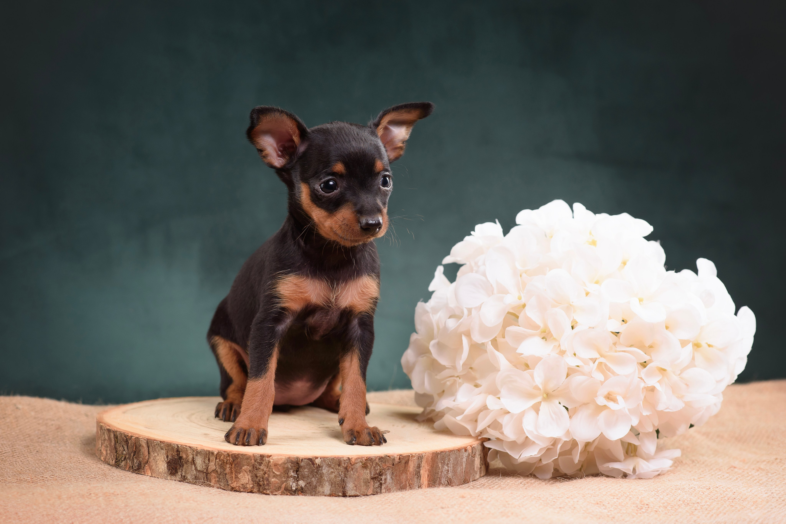 Щенки Пражского крысарика — 19.10.2025. Фотограф — Анималист | Анна Абрамова