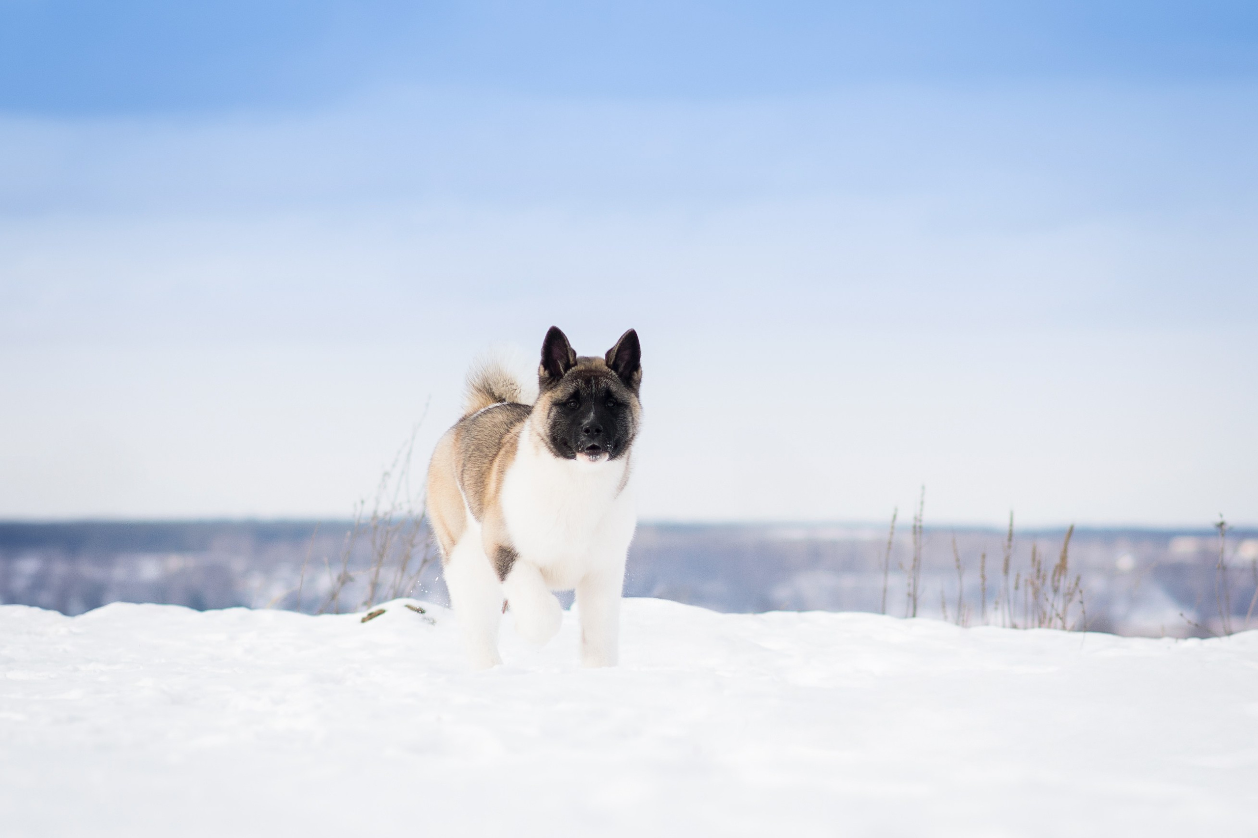 Эльза — 17.02.2025. Фотограф — Анималист | Анна Абрамова