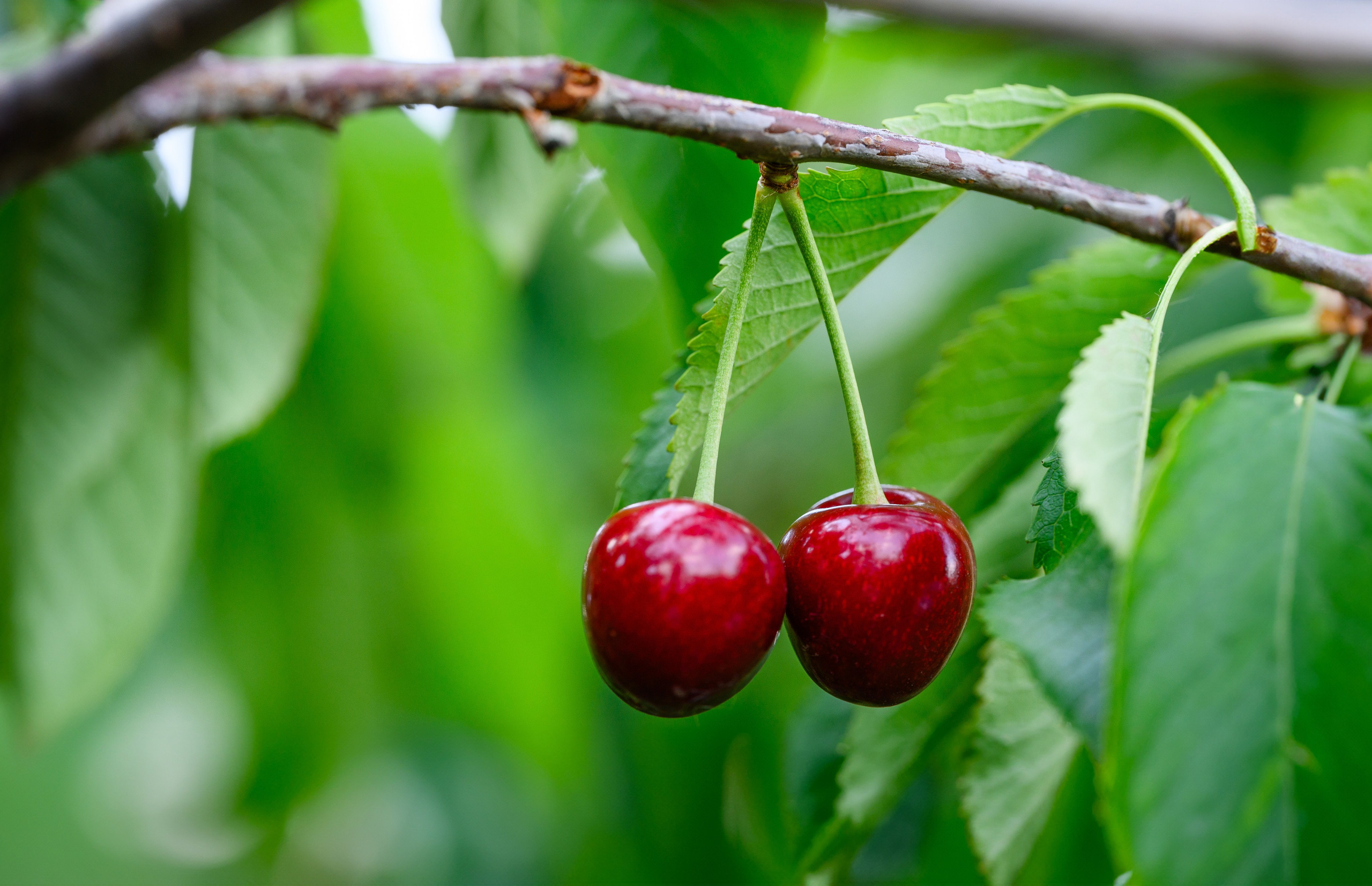 Проекты. Профессиональный фотограф Вячеслав Плацында | Липецк |
