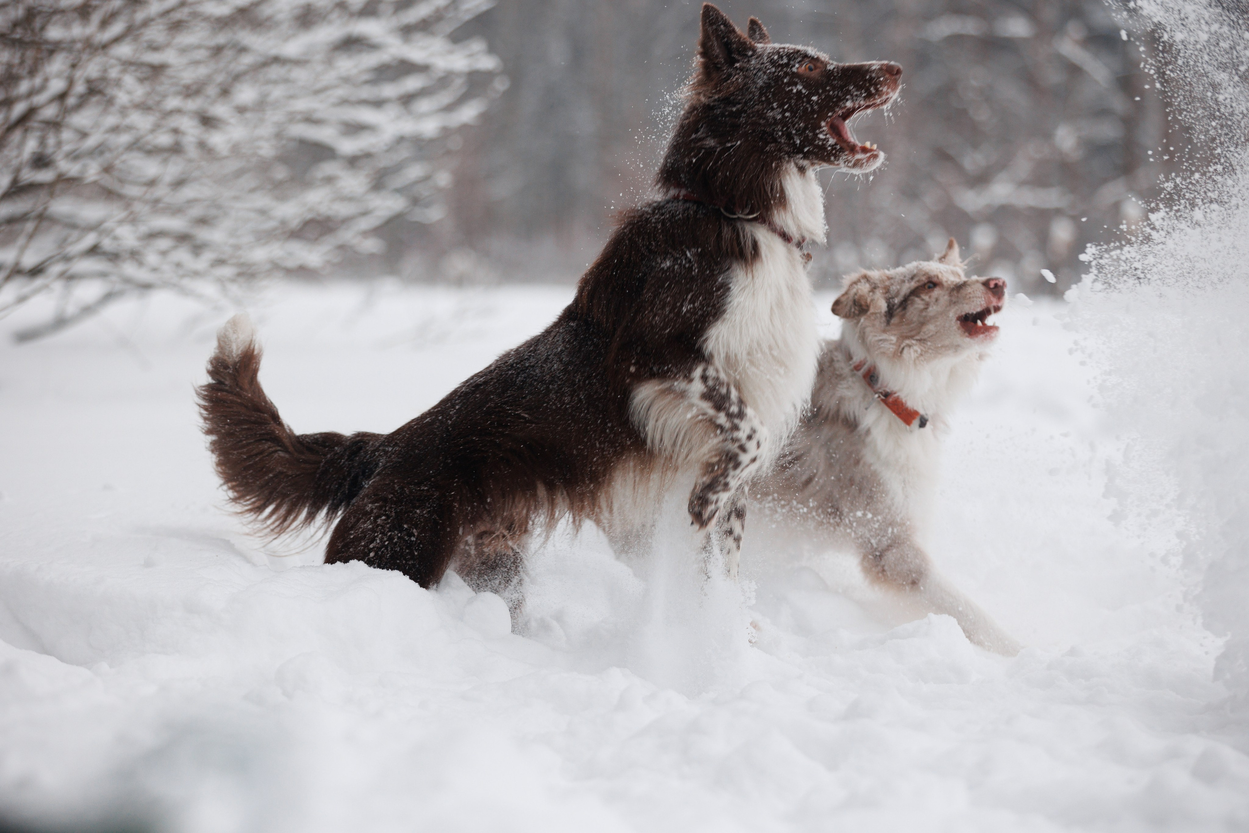 Даша и компания. Фотограф анималист Кристина Карпова, Москва