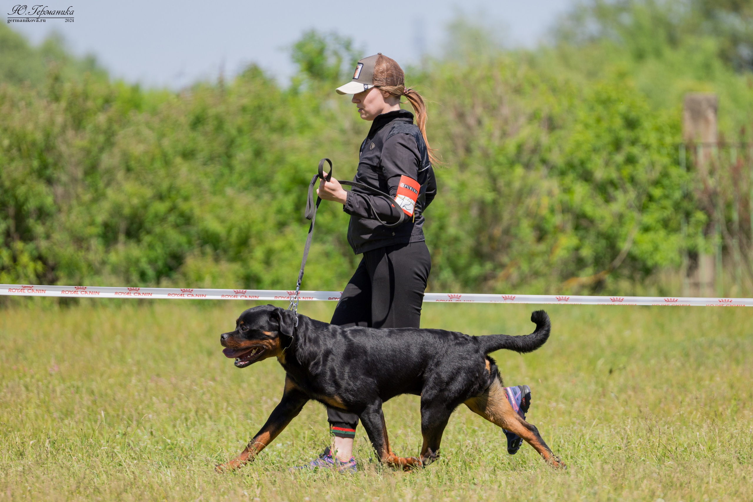 Воронеж моно ротвейлеров 25-26.05.2024. Фотограф-анималист Юлия Германика