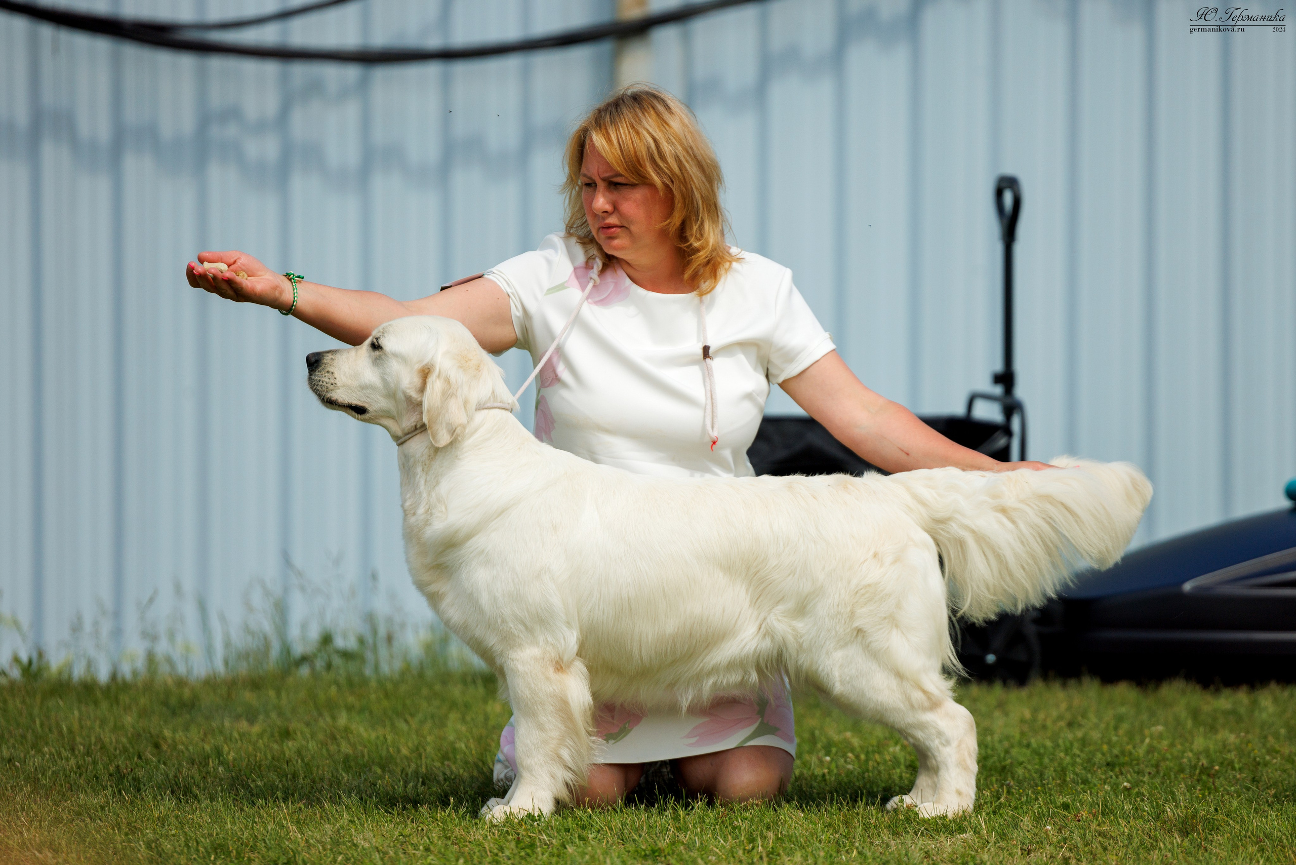 Голдены 15-16.06.2024. Фотограф-анималист Юлия Германика