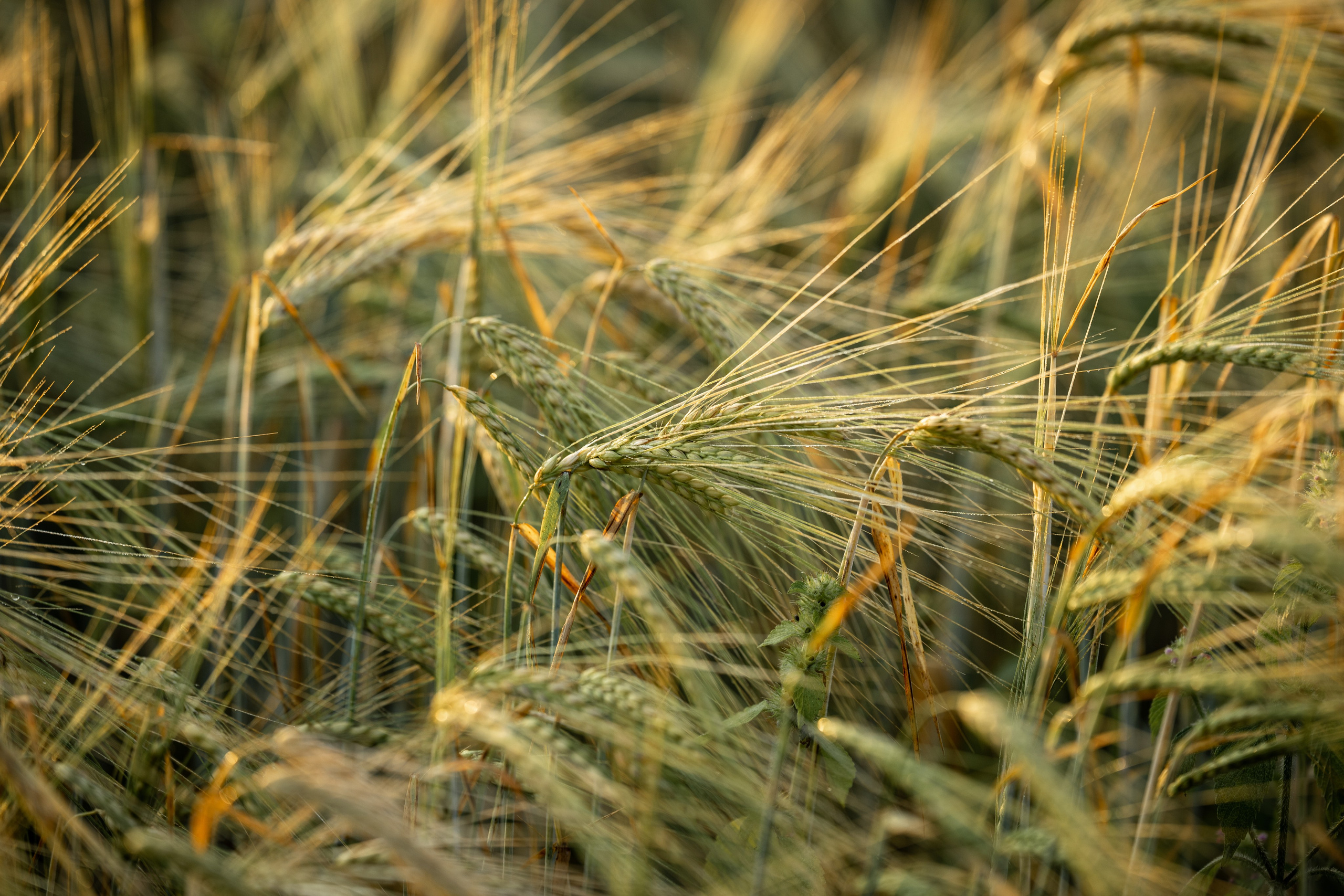 Природные пейзажи. Наталия Клевинскас портретный фотограф в Костроме