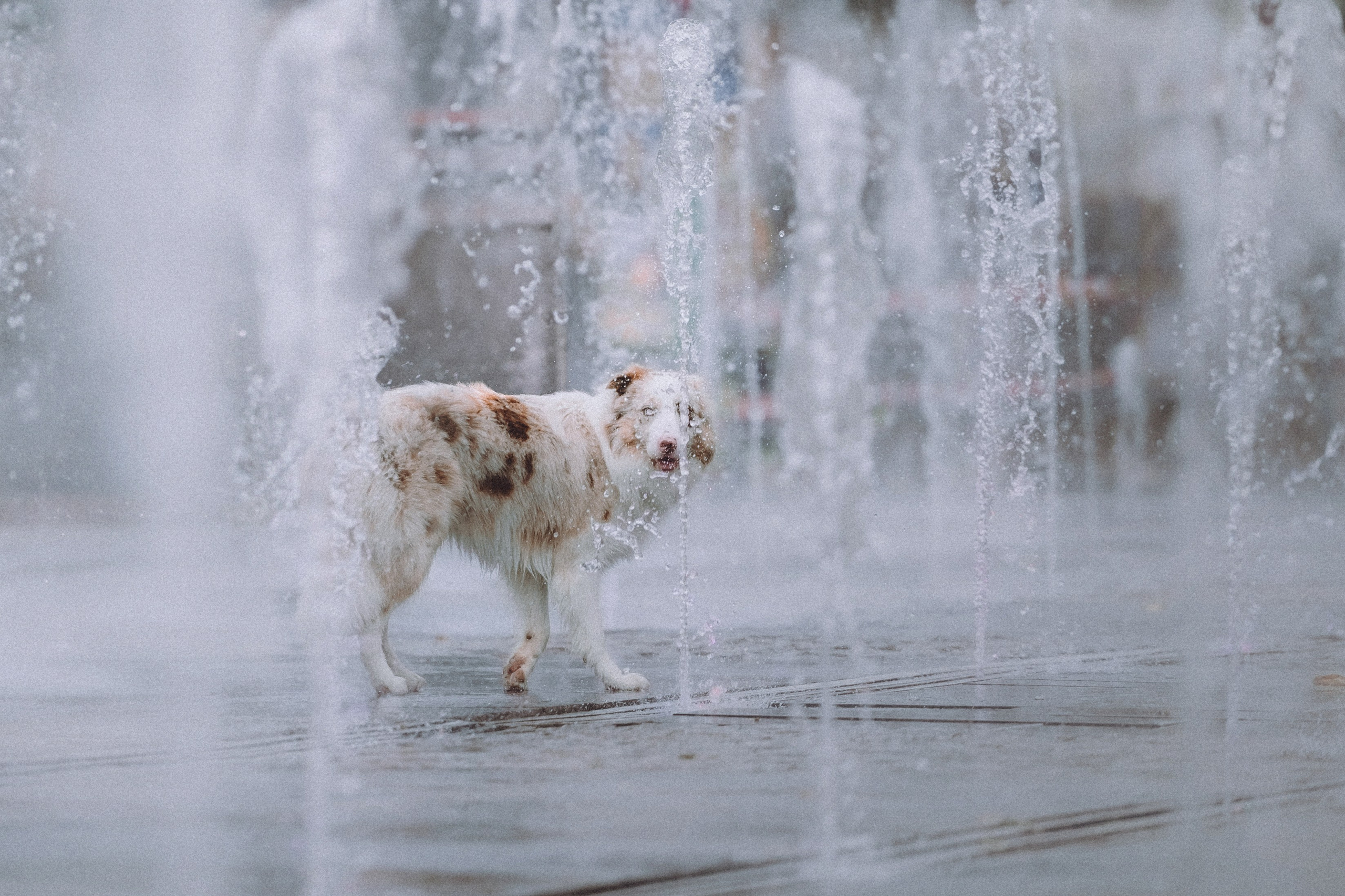 Один и его семья