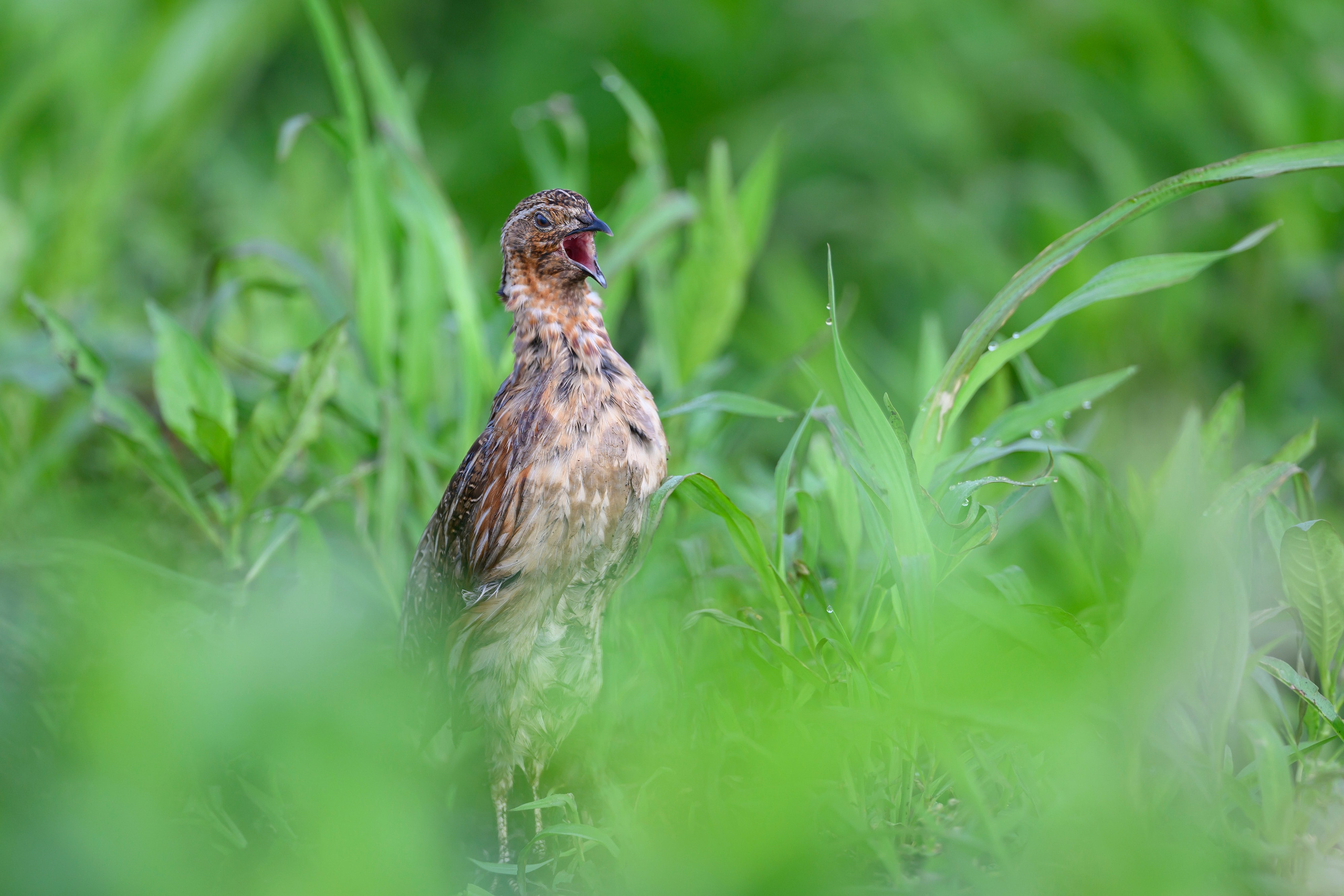 Перепел. Wildlife photography by Sergey Puponin