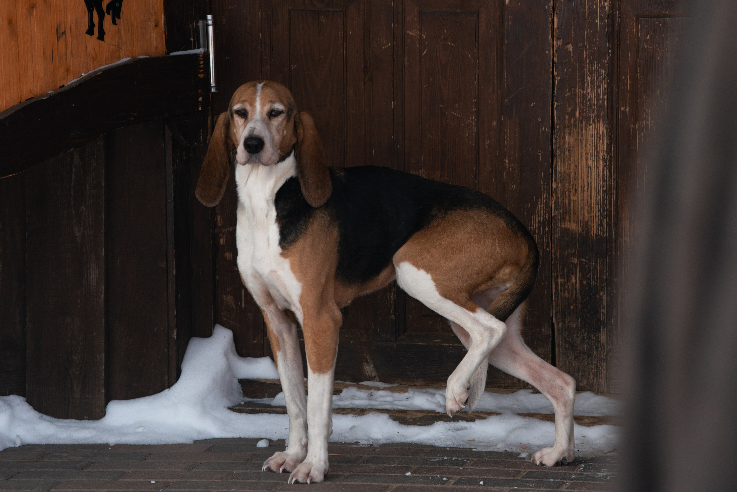 Псовая охота Аванпост. Конный фотограф в Саратове Юлия Иванова