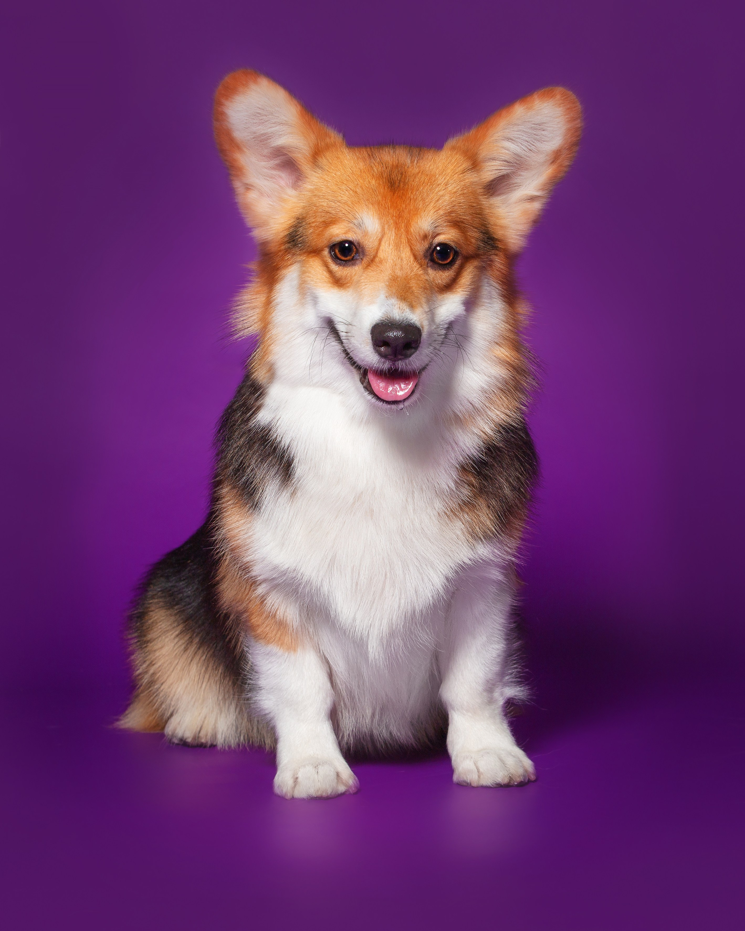 Разные породы