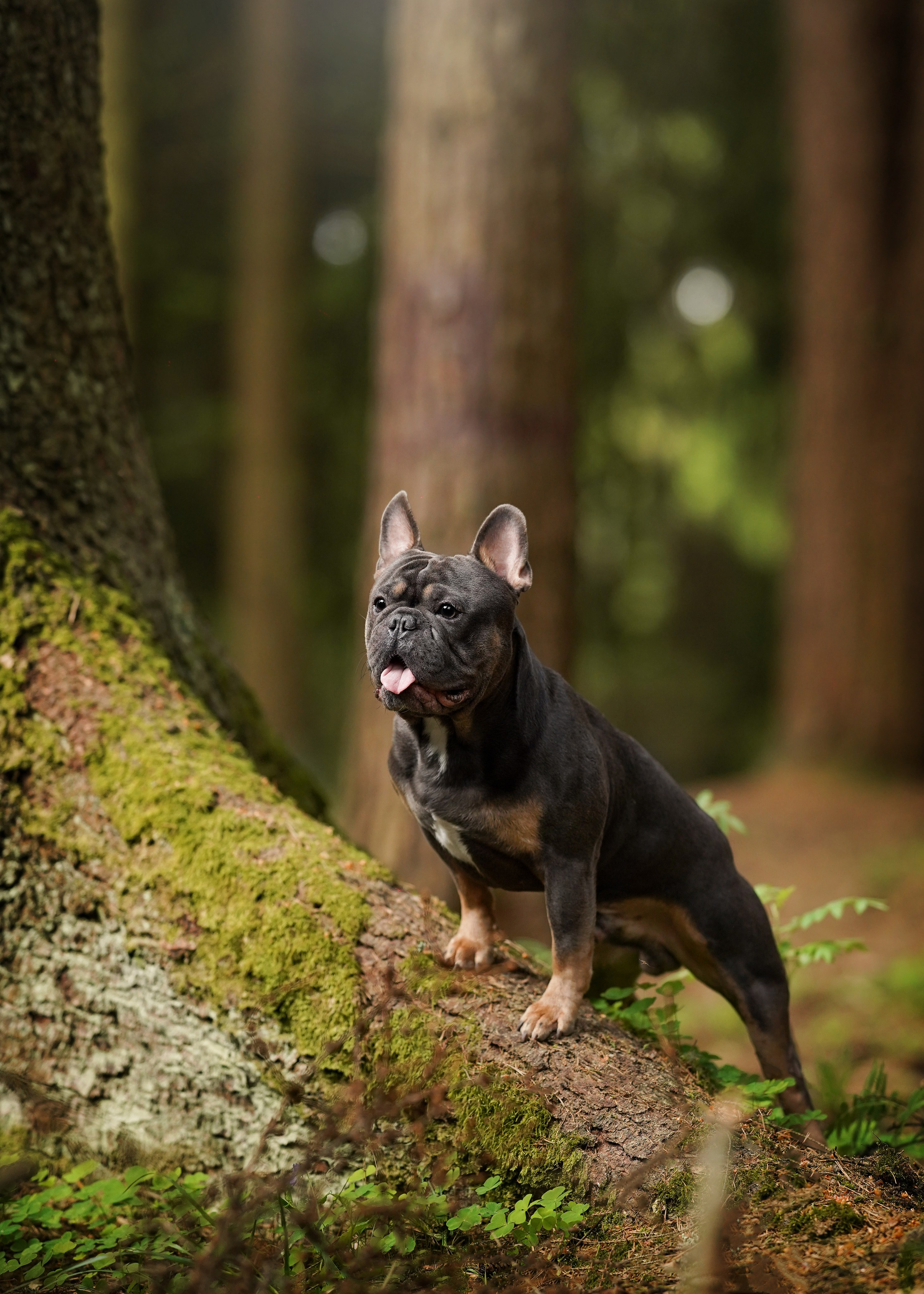 Юлия Петя и Моника. Фотограф-анималист в Санкт-Петербурге Яна Мартынова