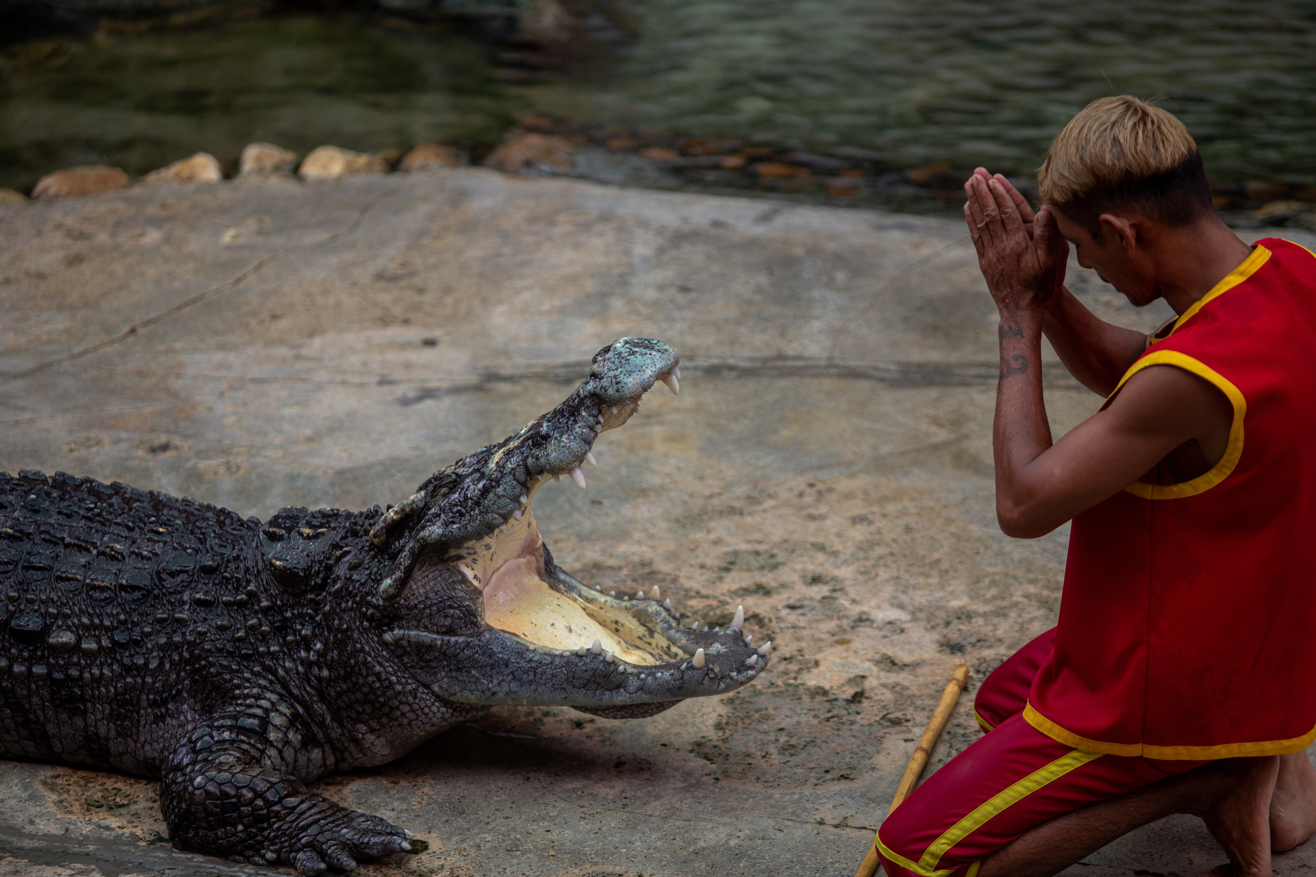 Samut Prakan Crocodile Farm & Zoo. Photographer Sonkina Tatiana (Tanya Ash)