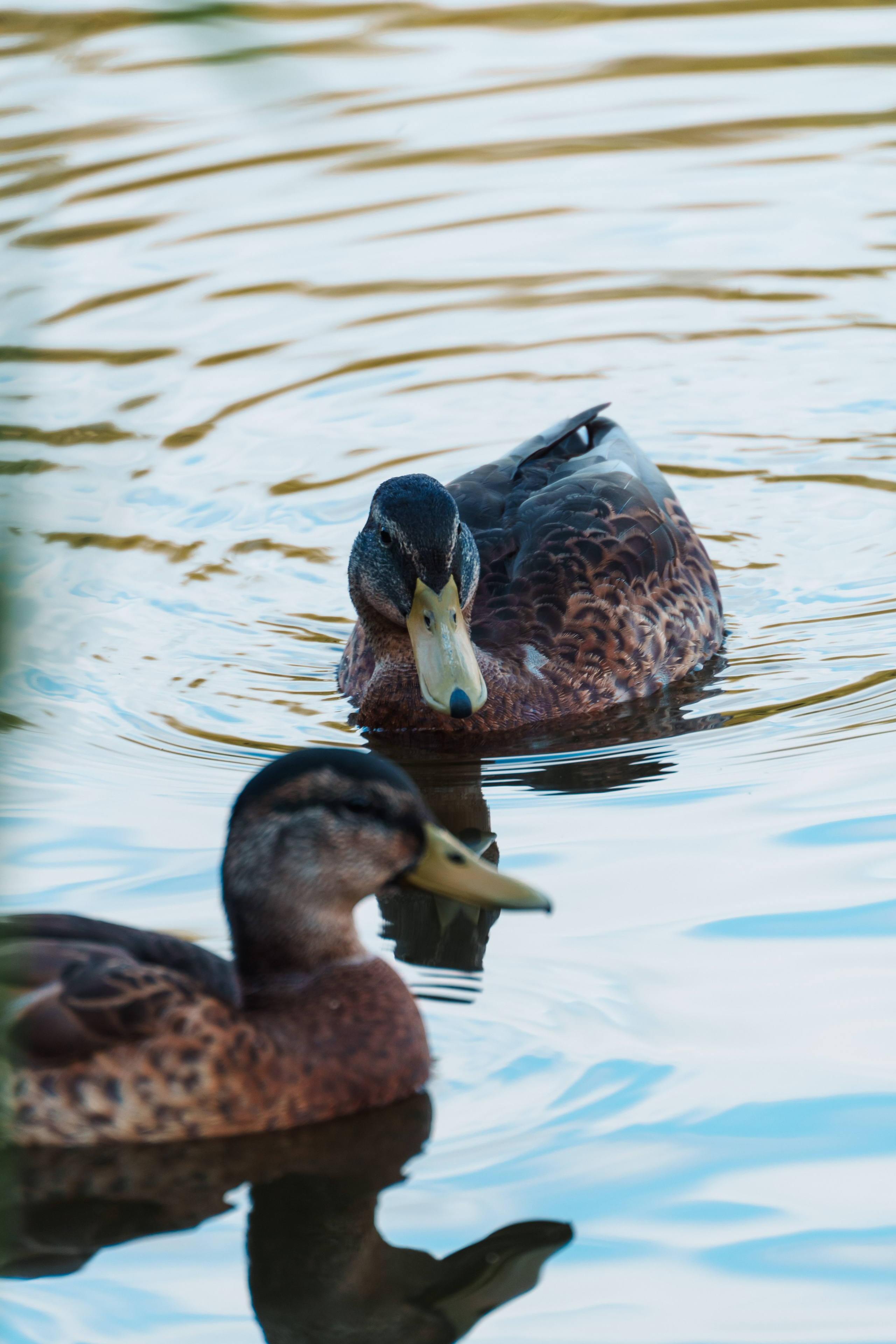 Животные. Фотограф в Санкт-Петербурге Ибрагимова Алина