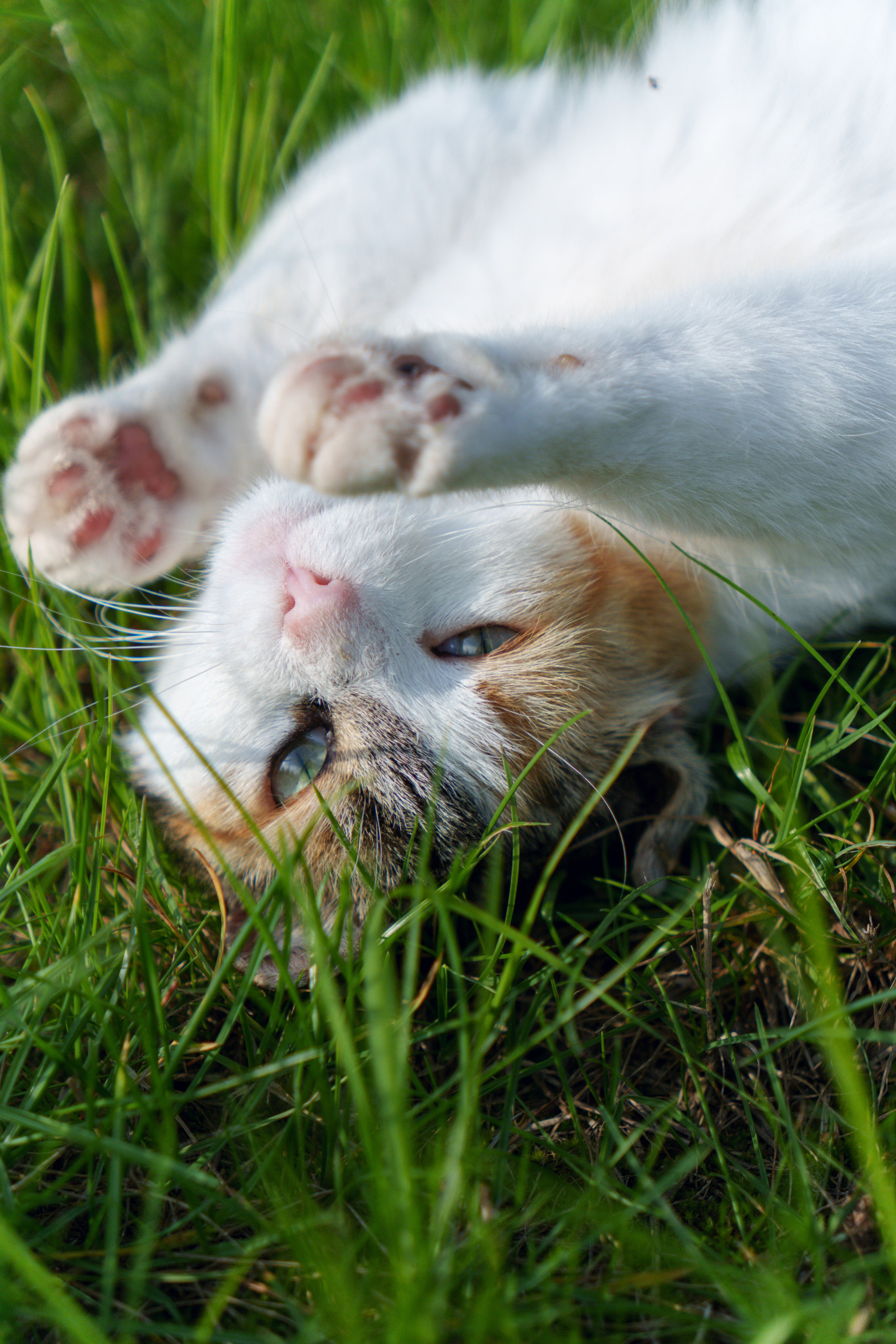 Животные. Фотограф в Санкт-Петербурге Ибрагимова Алина