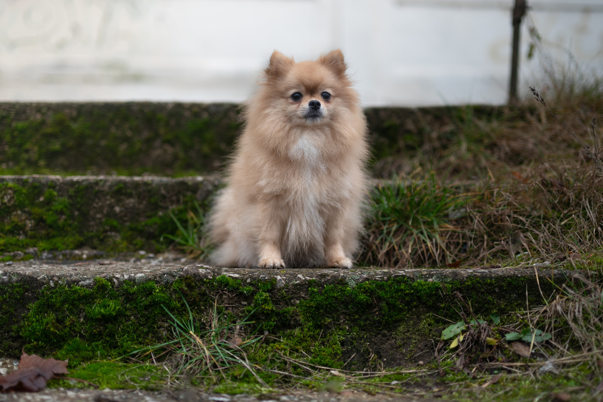 Контакты. Фотограф — анималист RISHELL PHOTO