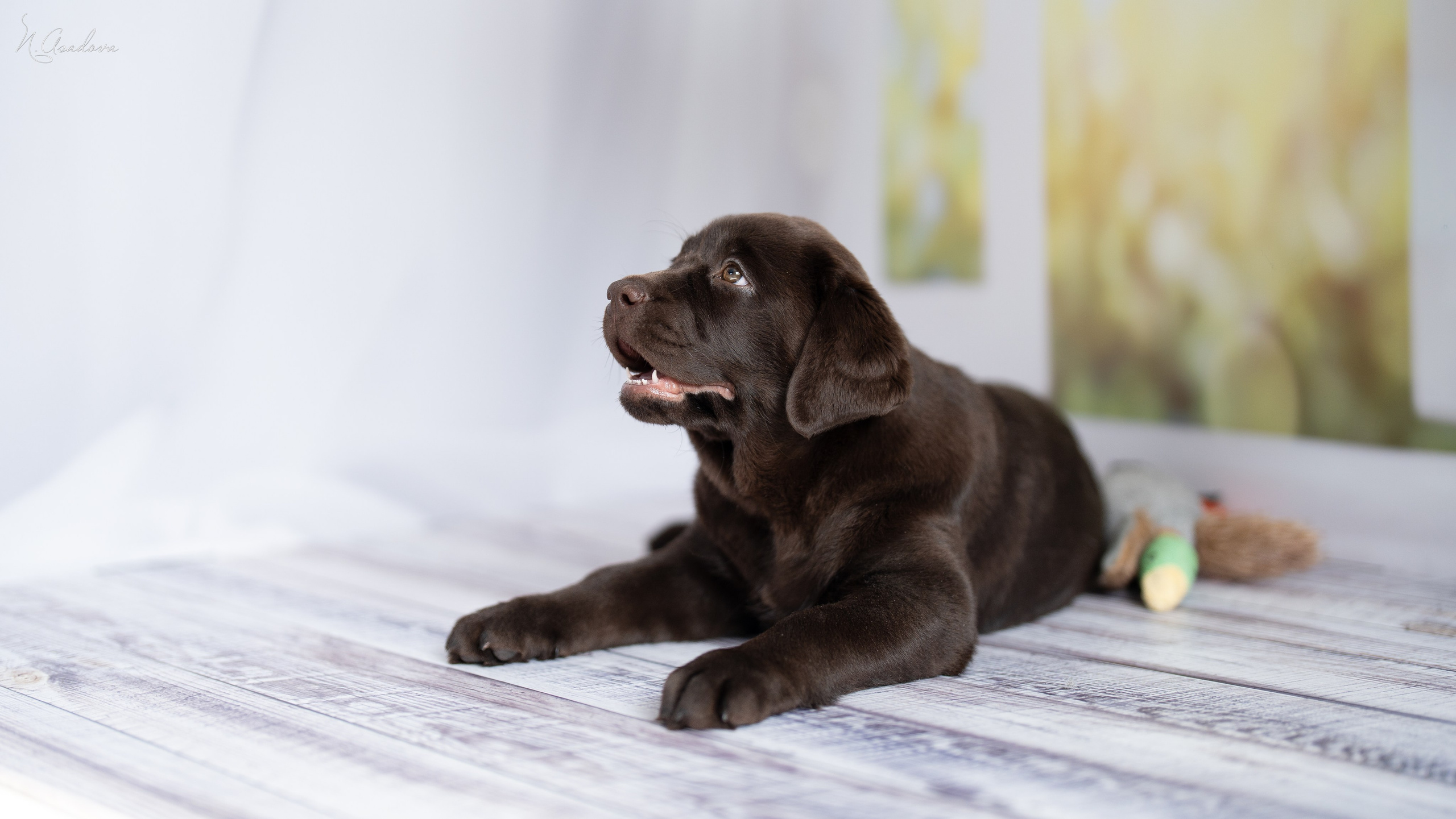 Лабрадор Тейла 2мес. Фотограф-анималист Асадова