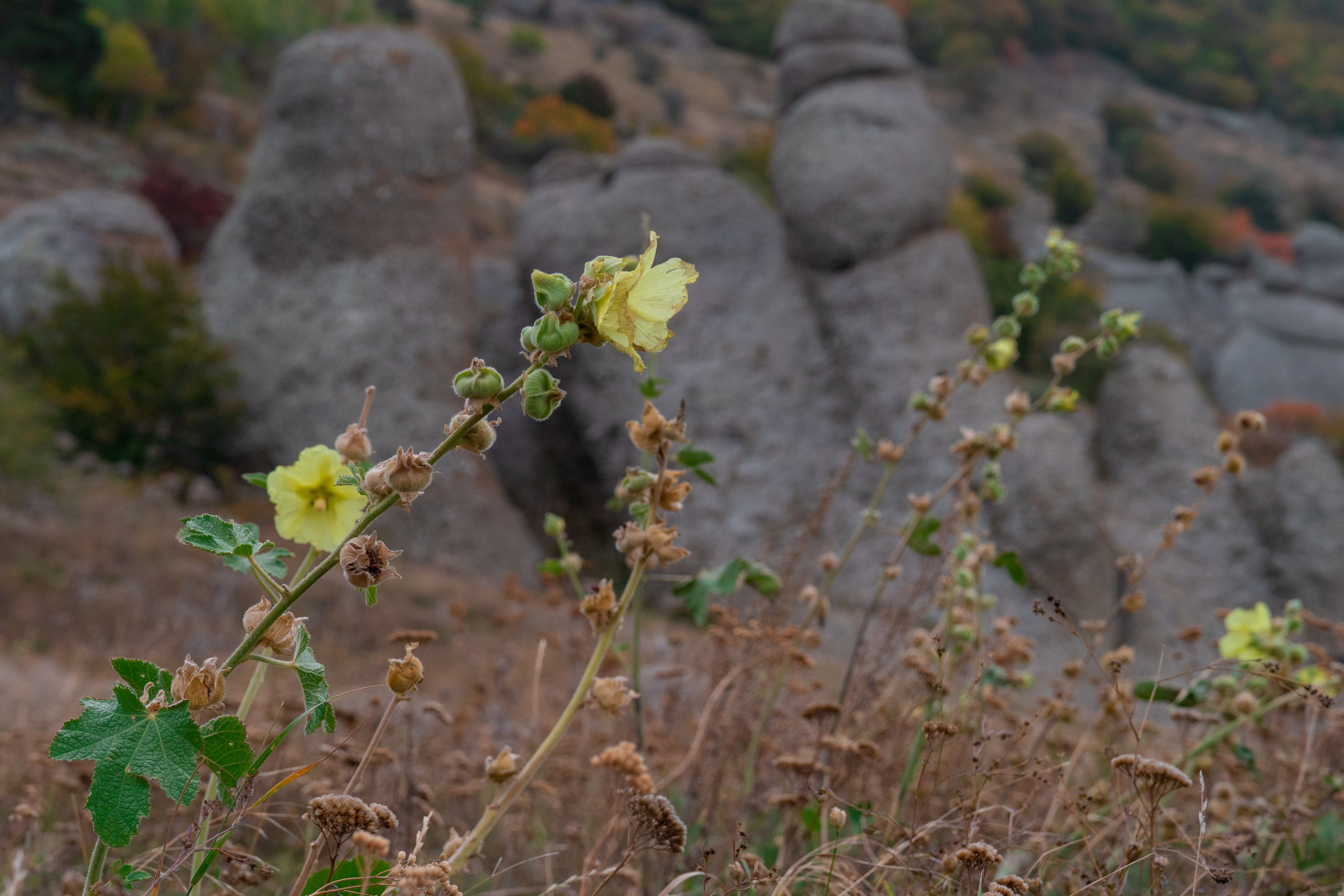 Путешествия и пейзаж. Репортажный фотограф в Красной Поляне и Сочи Павлюченко Екатерина