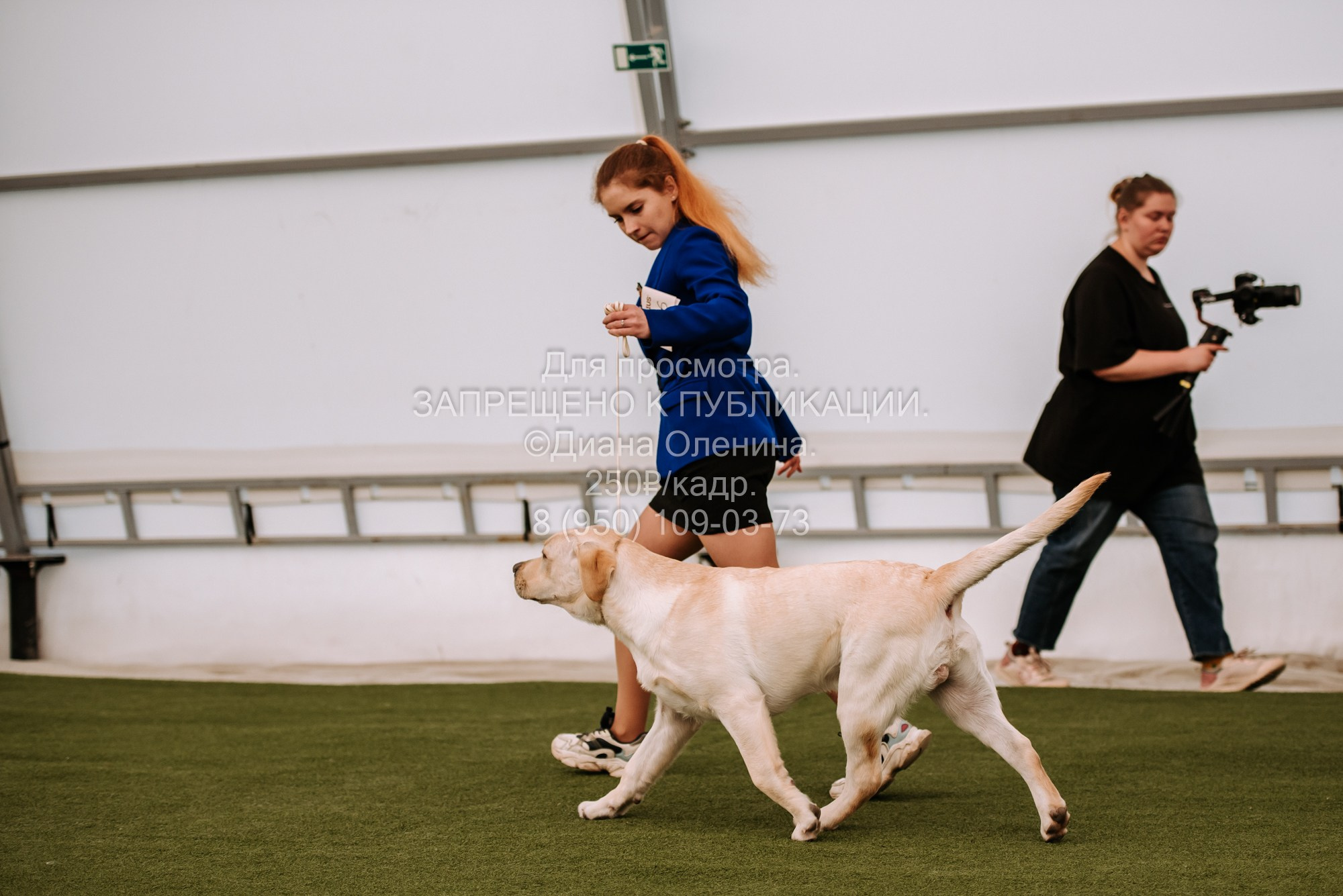 Выставка собак Красноярск 2.06. Фотограф Диана Оленина Красноярск / Братск