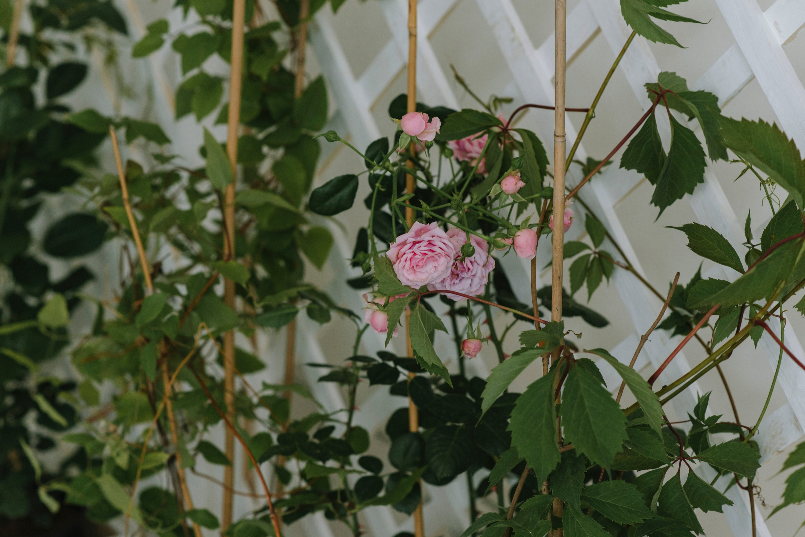 Ресторан Причал. Оформление свадеб, декор свадеб Вера Маркова, Москва