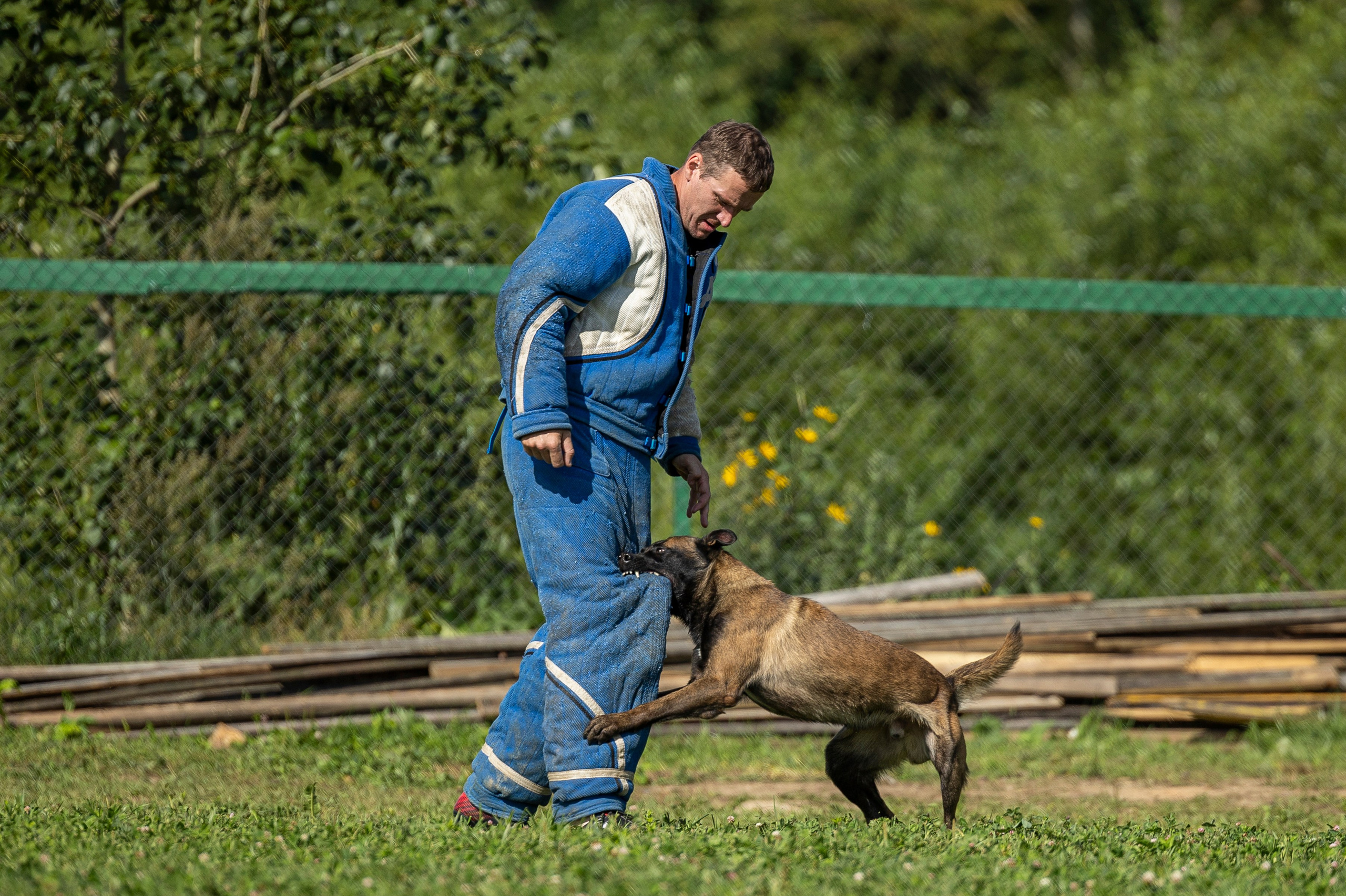 Соревнования по Мондьорингу г. Вологда 10-11.08.2024. Фотограф-анималист Анна Маринич