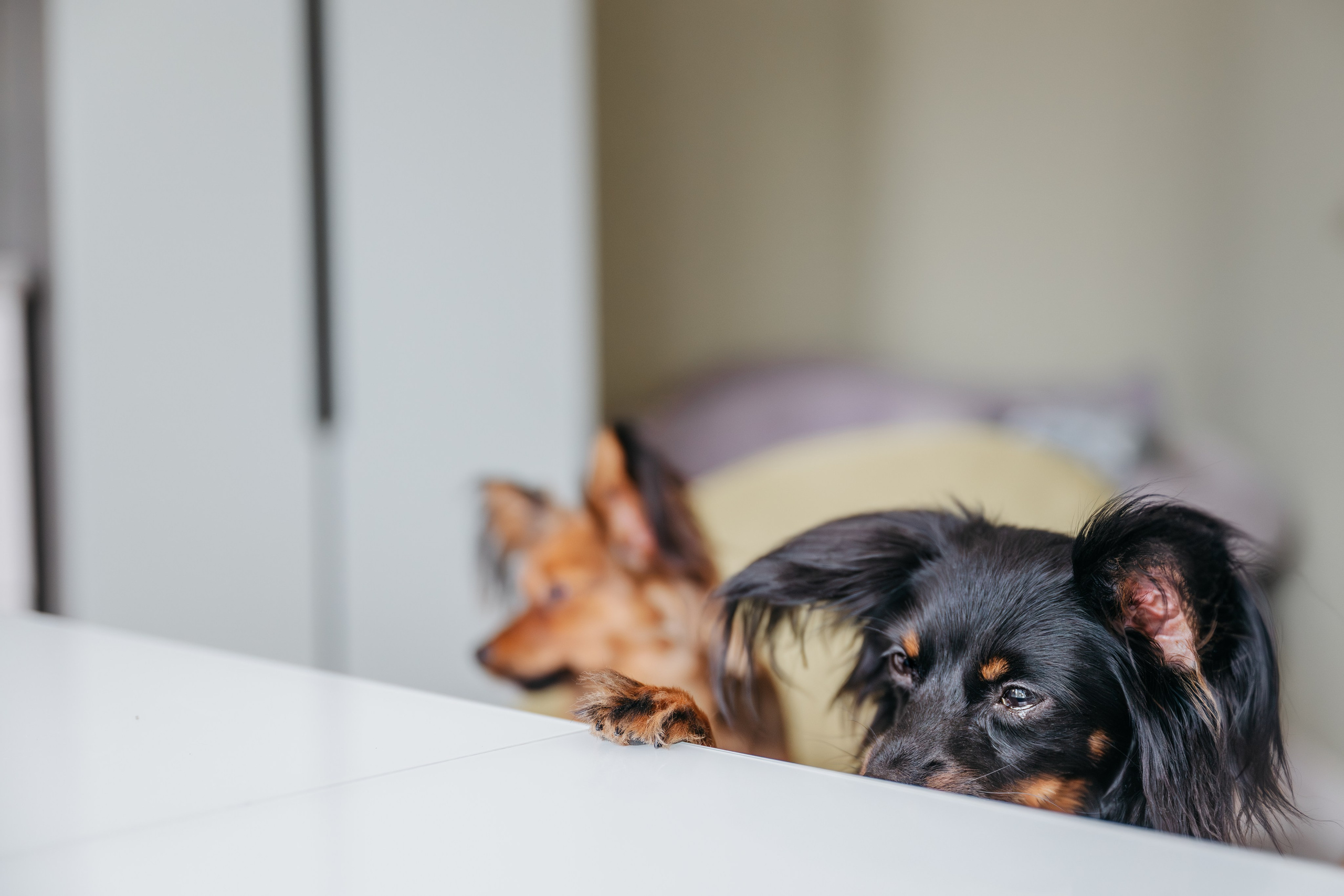 Домашняя съемка. Фотограф Анималист в Москве Анастасия Жучкова