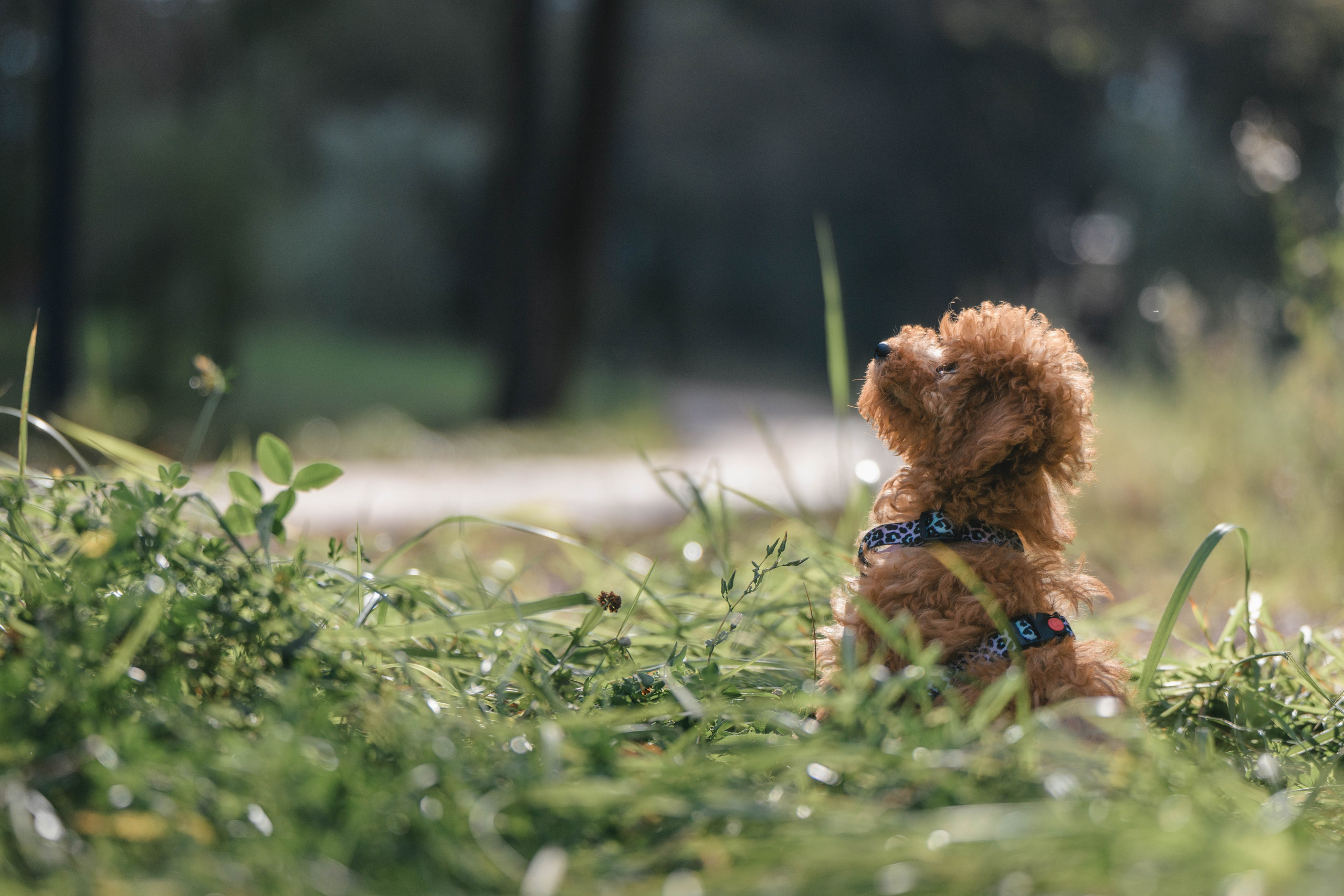 Щенок той-пуделя. Фотограф Анималист в Москве Анастасия Жучкова