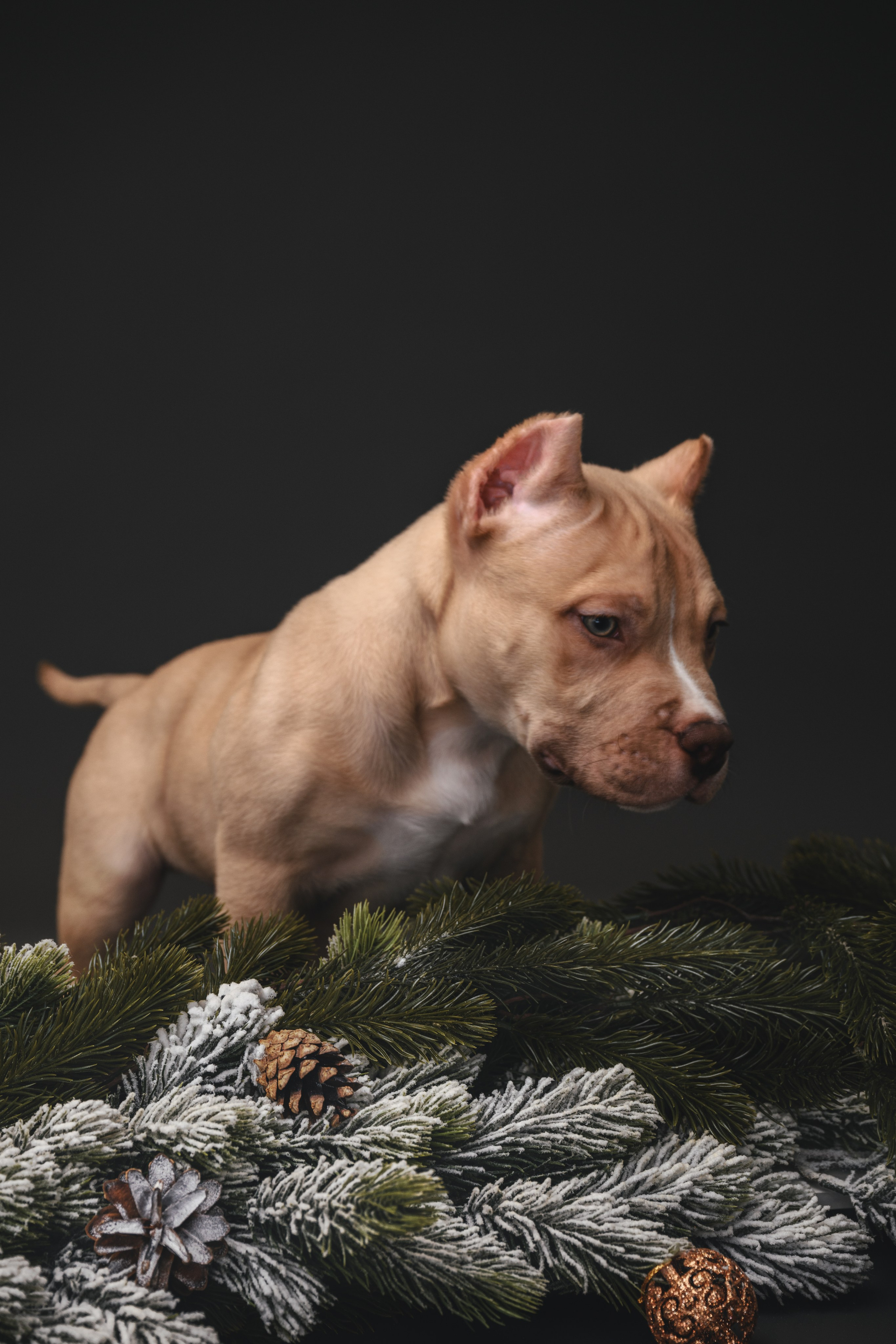 Булли. Фотограф Анималист в Москве Анастасия Жучкова