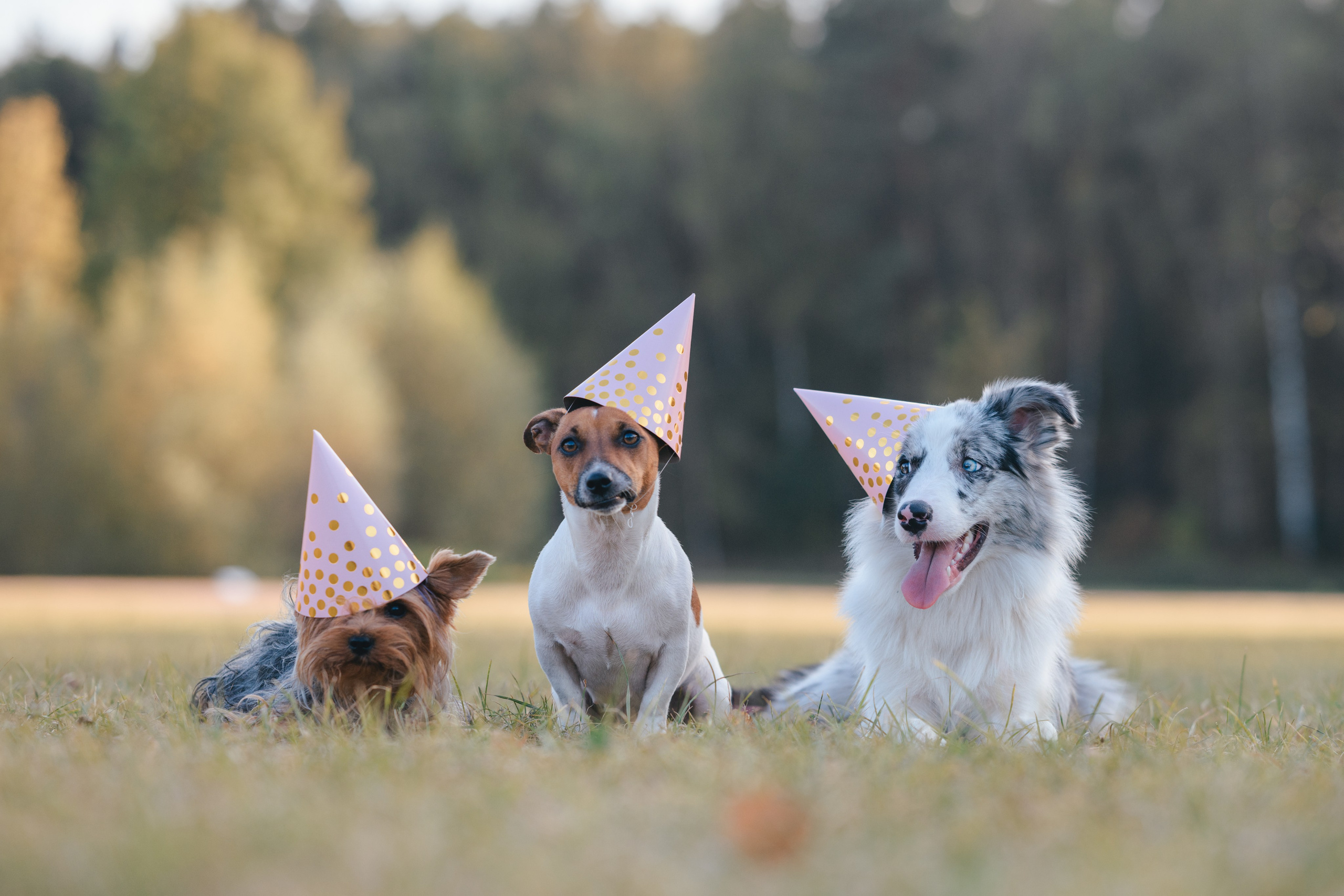 День Рождение. Фотограф Анималист в Москве Анастасия Жучкова