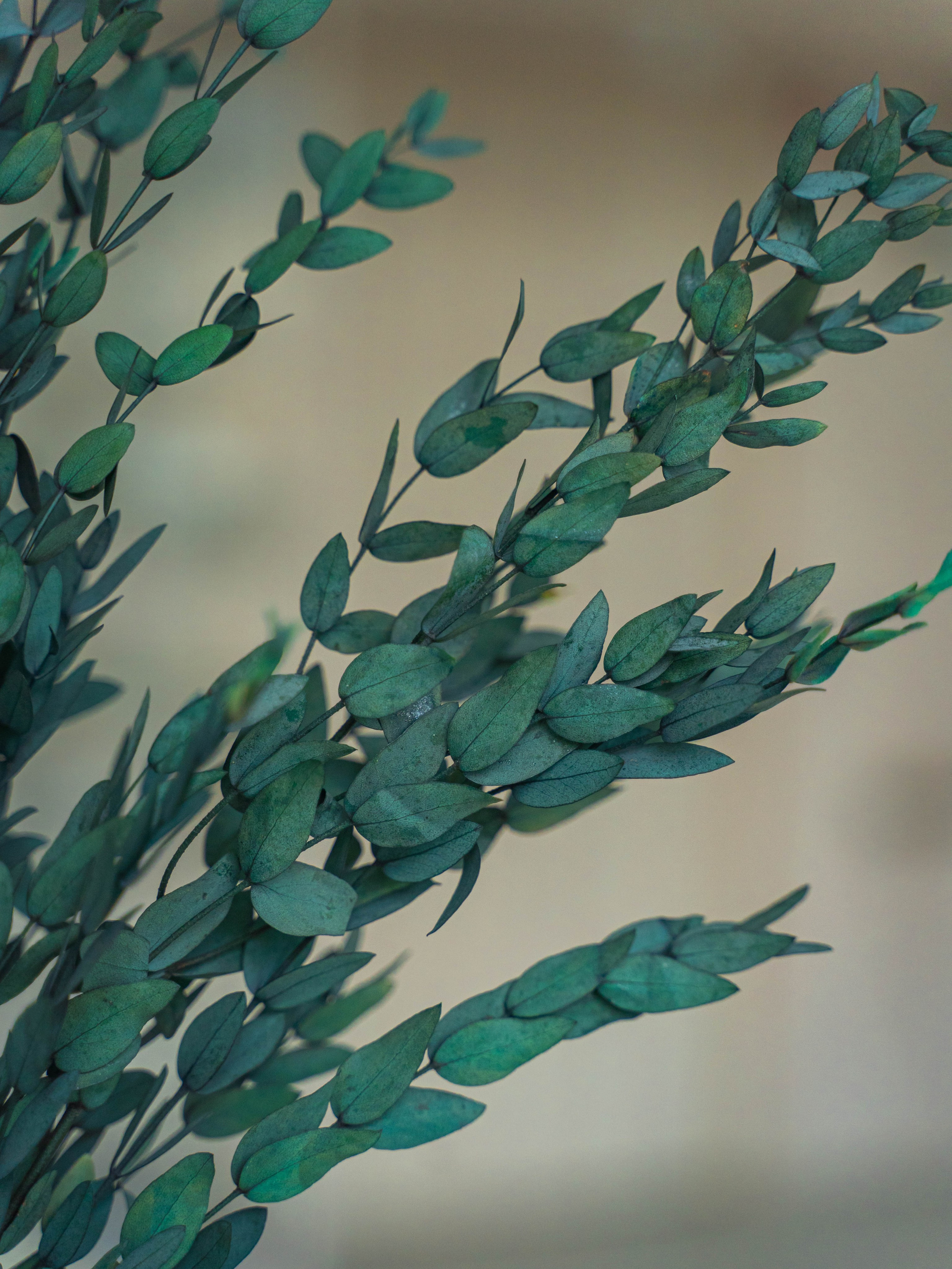 Сухоцветы. Фотограф в Москве Ленарская Дарья