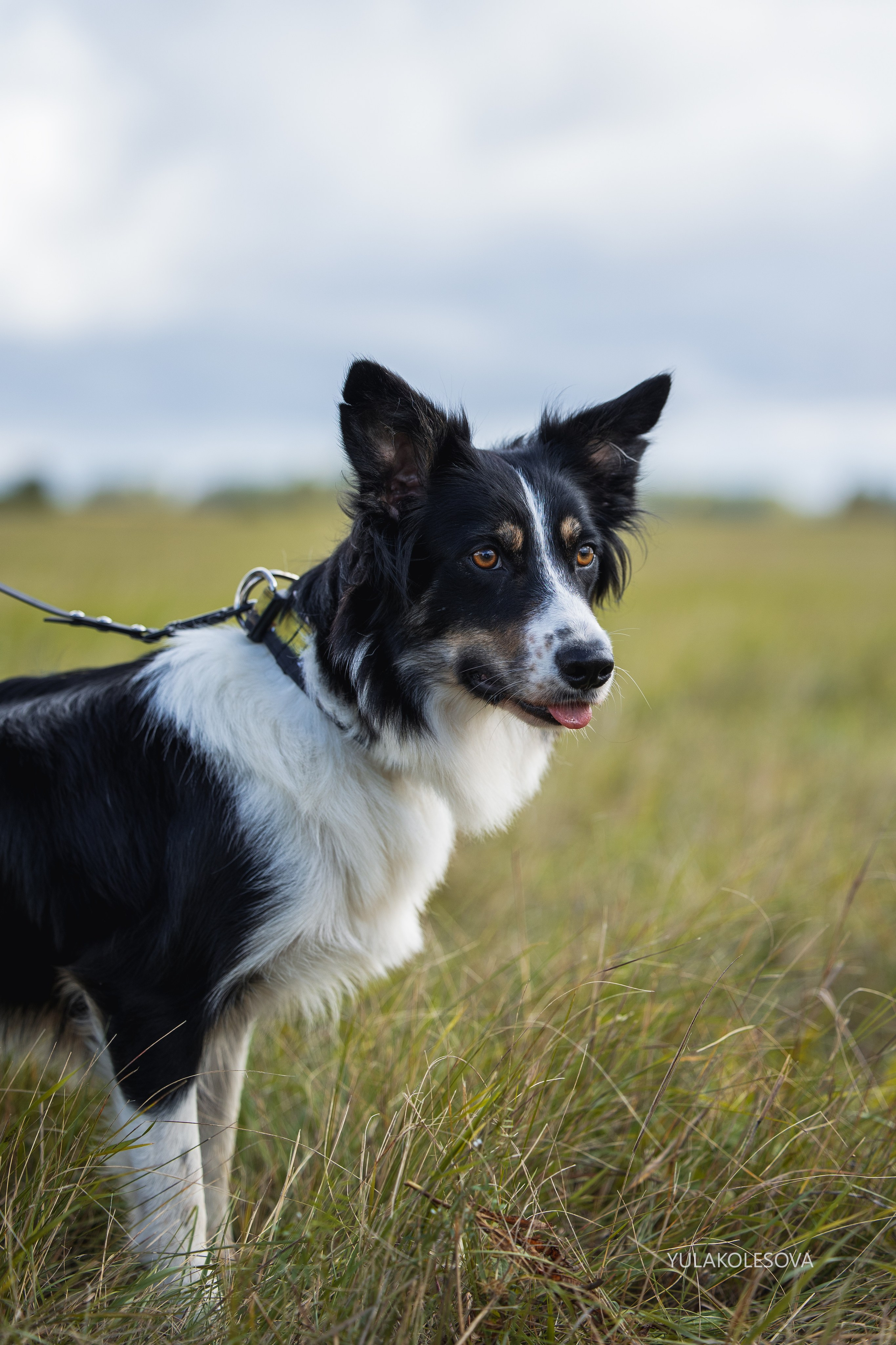 Пастуший интенсив, сентябрь 2024. YULA KOLESOVA | Фотограф — Анималист | Художник | Тюмень