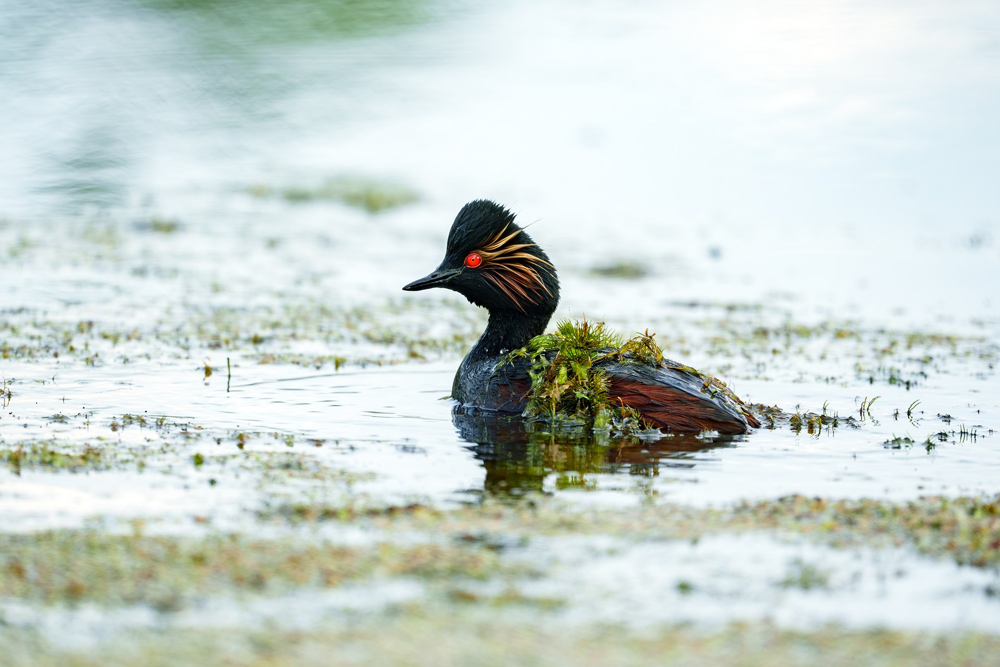 Удивительные мир птиц. Вокруг нас столько прекрасного — присмотритесь!. Ваш личный фотограф Марина Волкова