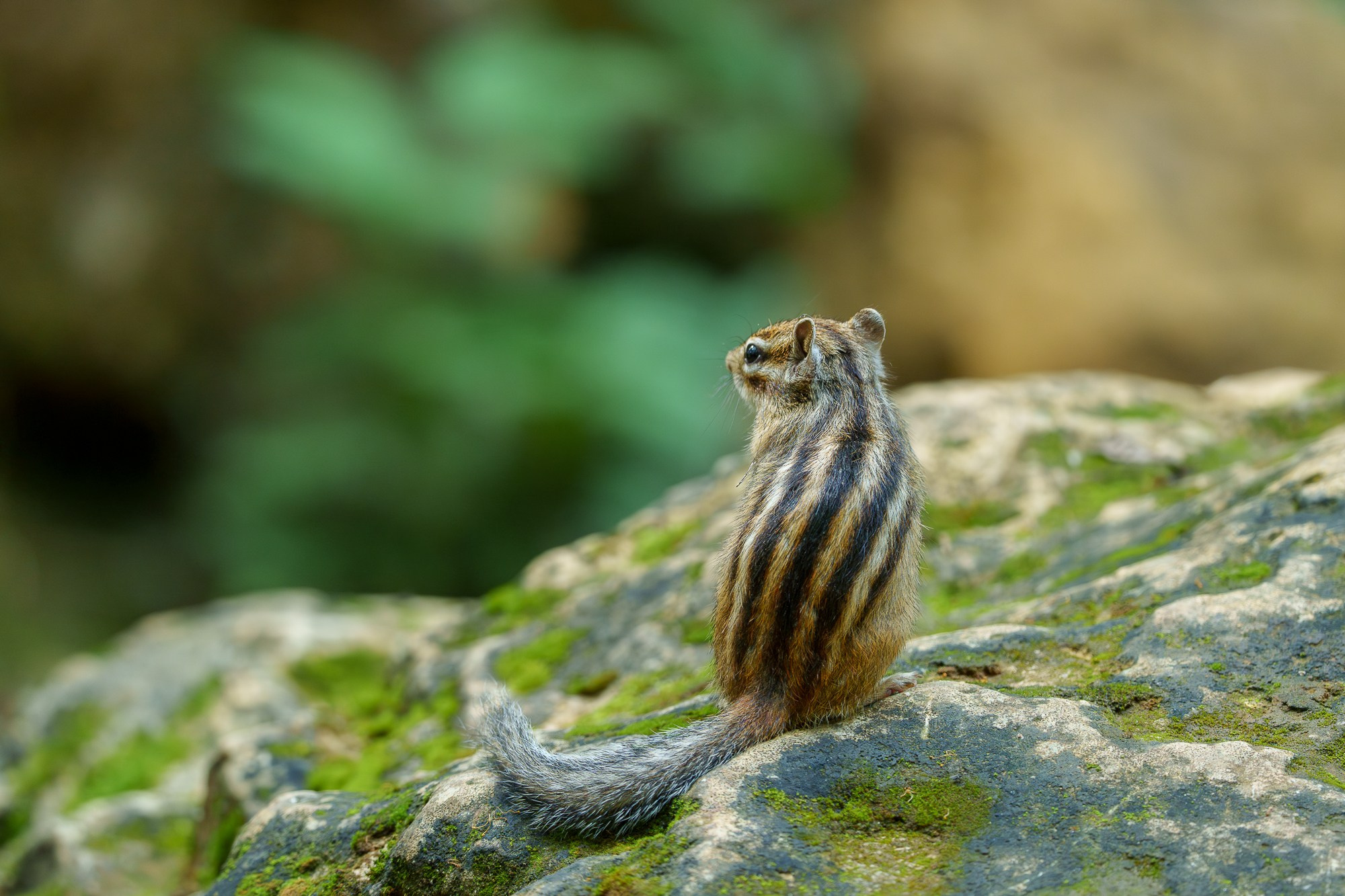 Животные. Ваш личный фотограф Марина Волкова