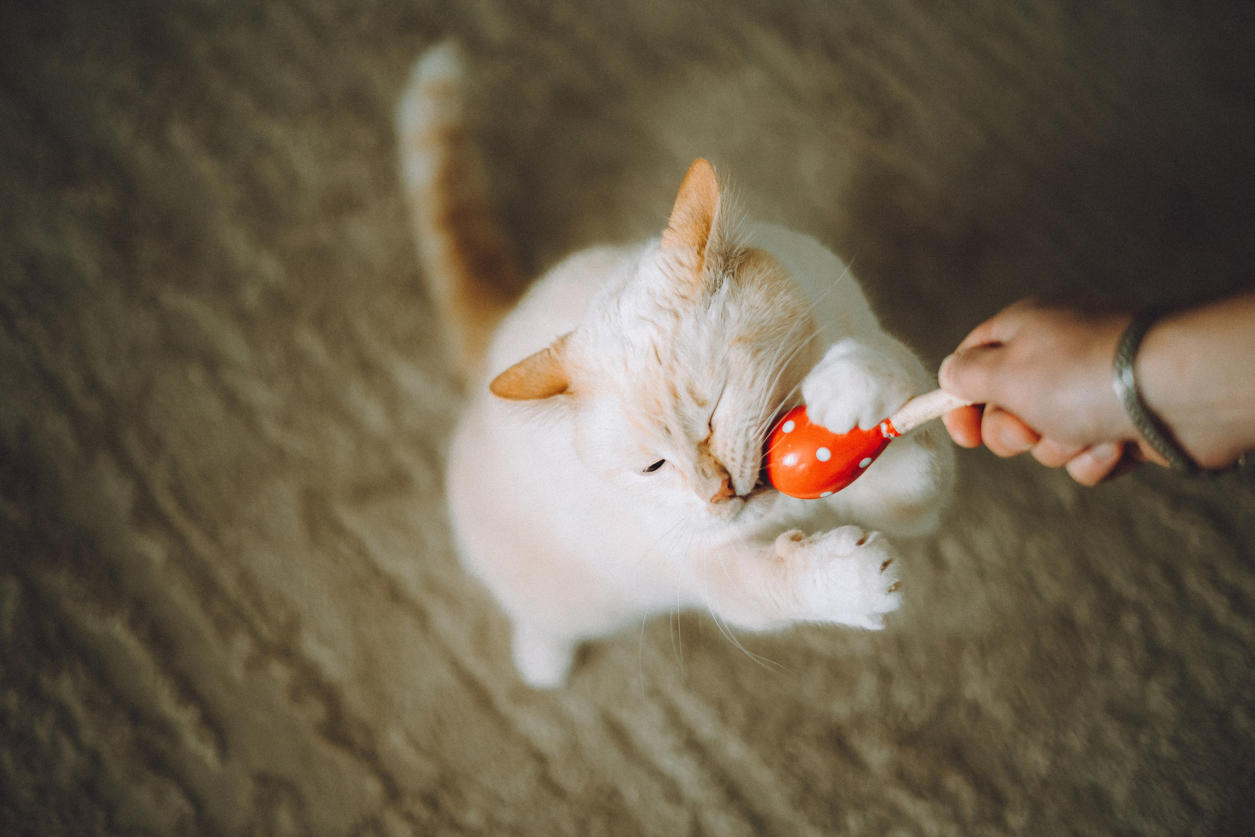 Топик и его семья