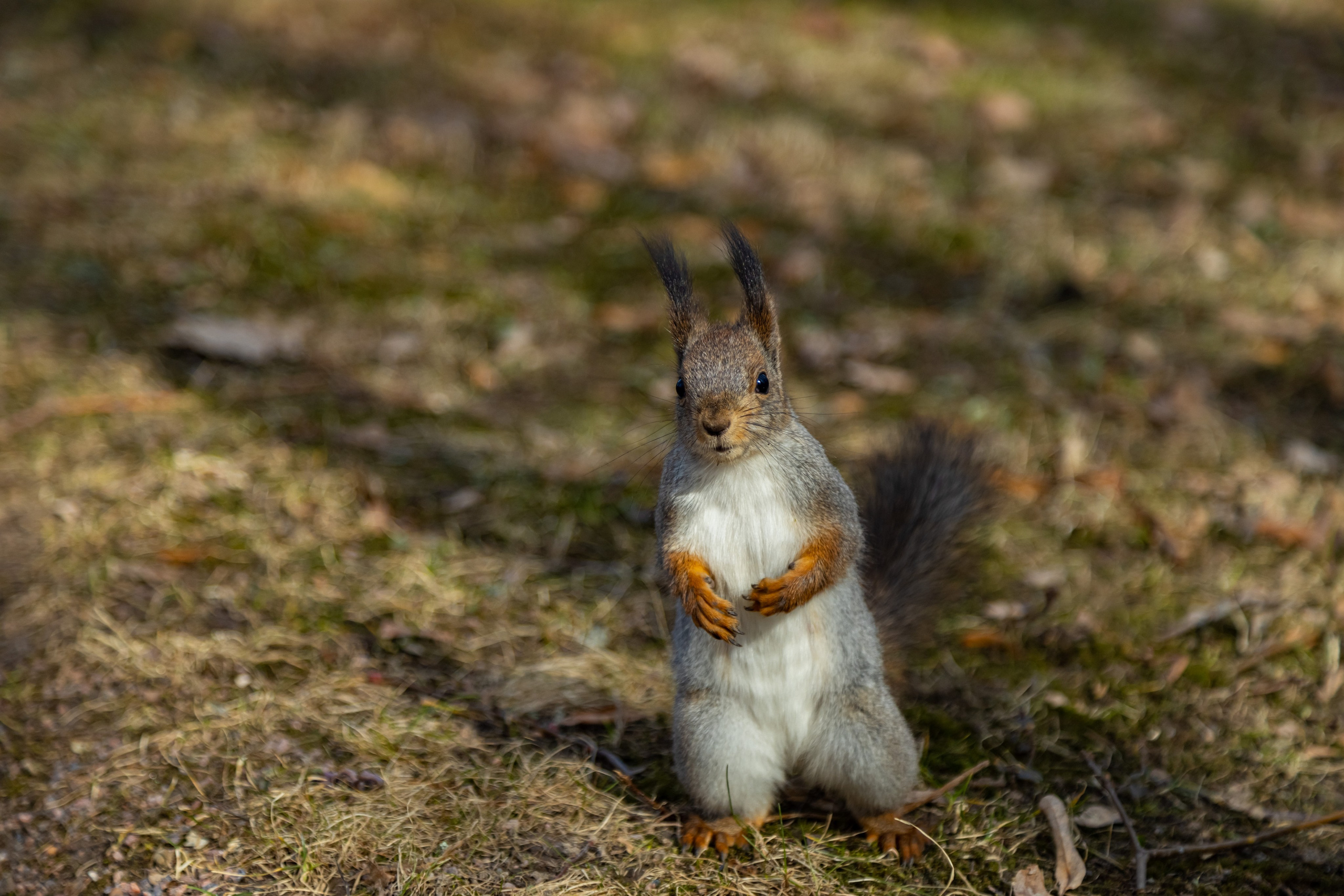 Петергоф нижний парк фото