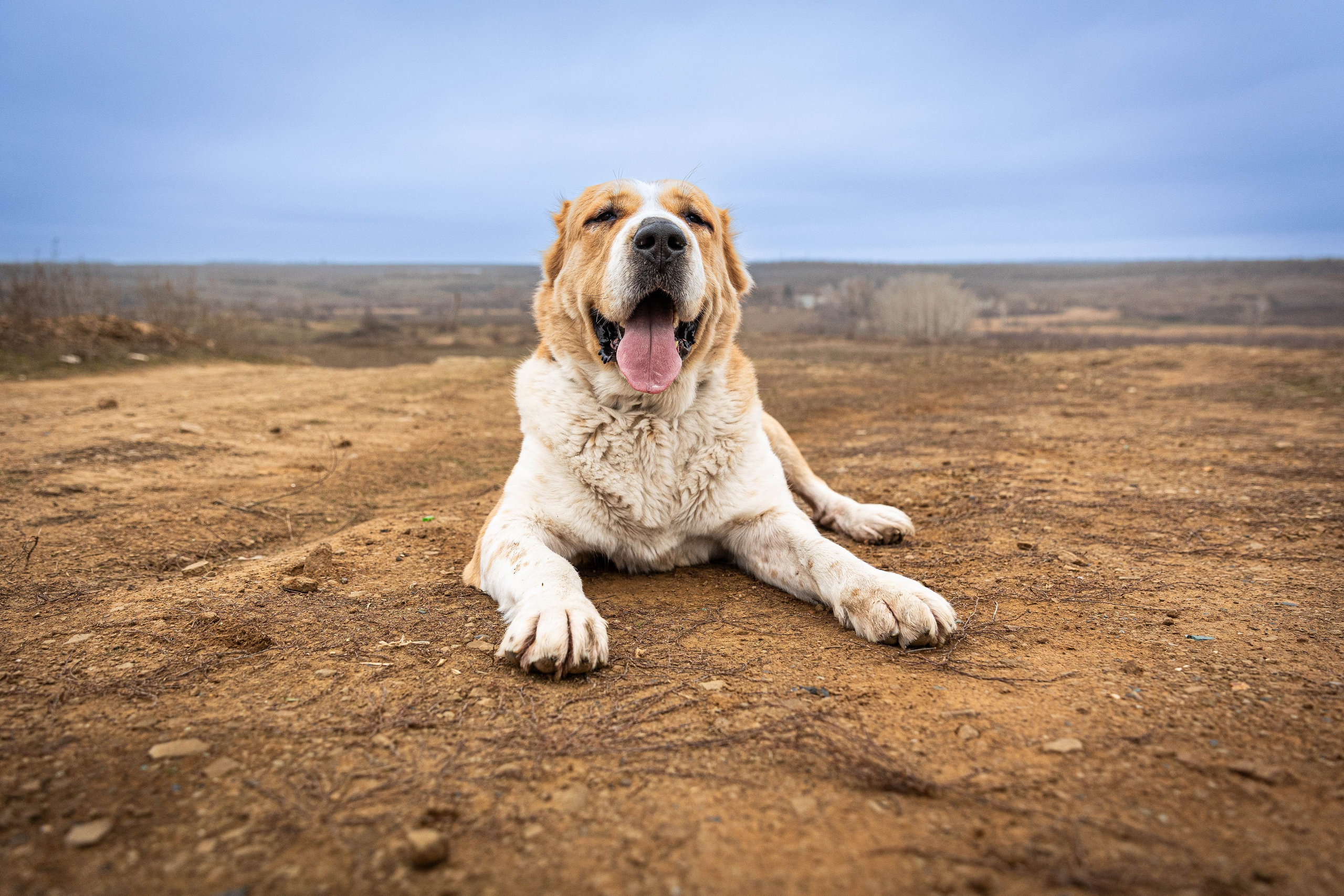 Пальма. Фотограф-АниМалист Анна Абрамова