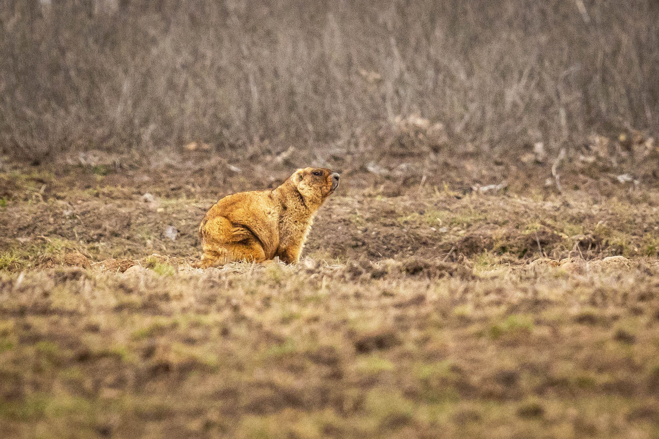 Дикий животный мир. Фотограф-АниМалист Анна Абрамова