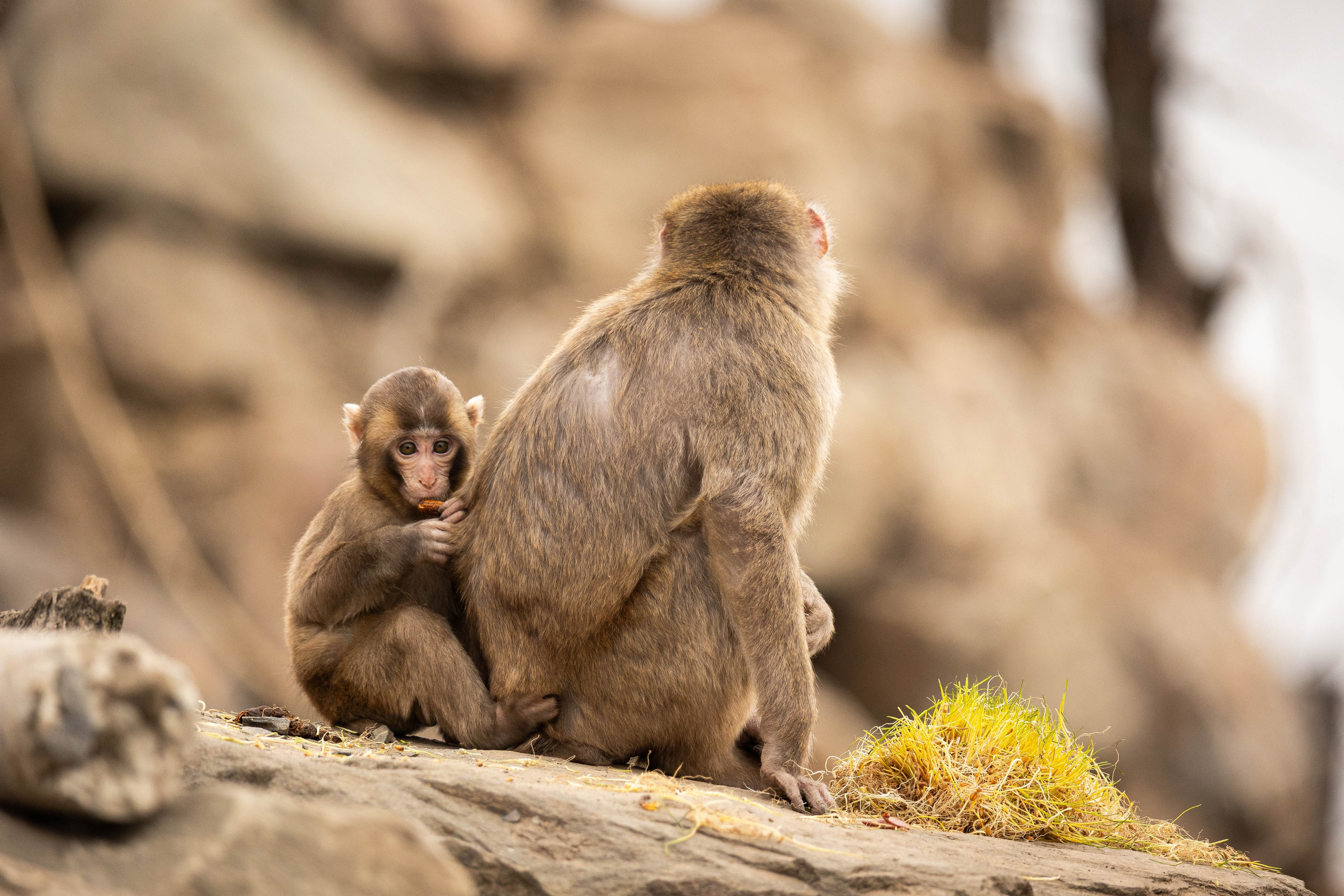 Парк Малинки 2026. Фотограф-АниМалист Анна Абрамова