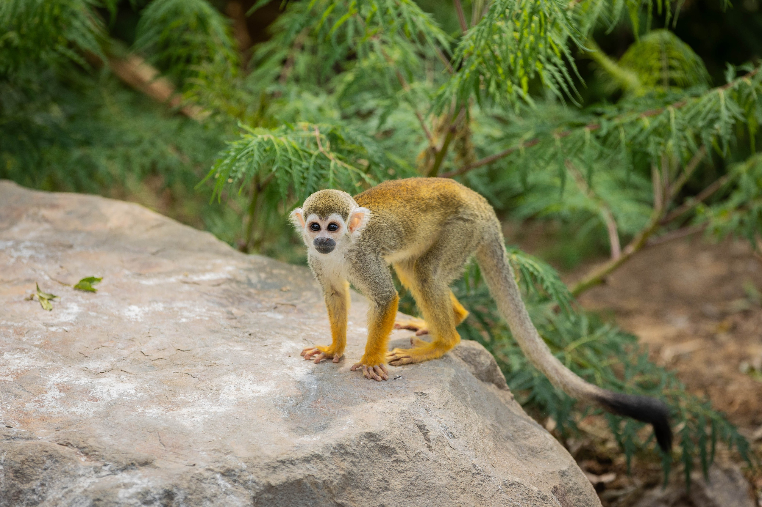 Зоопарк Малинки. Фотограф-АниМалист Анна Абрамова