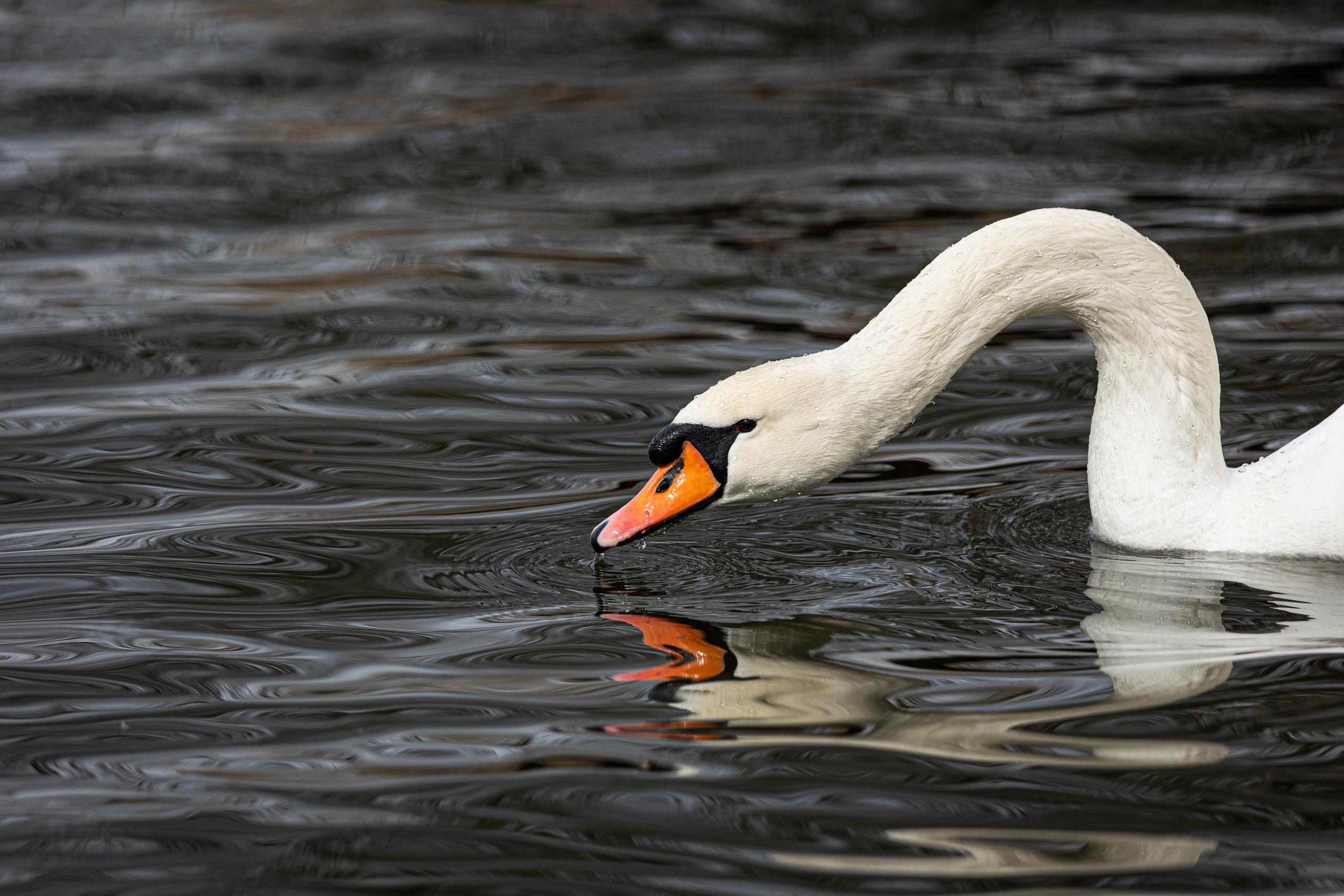 Парк Малинки 2026. Фотограф-АниМалист Анна Абрамова